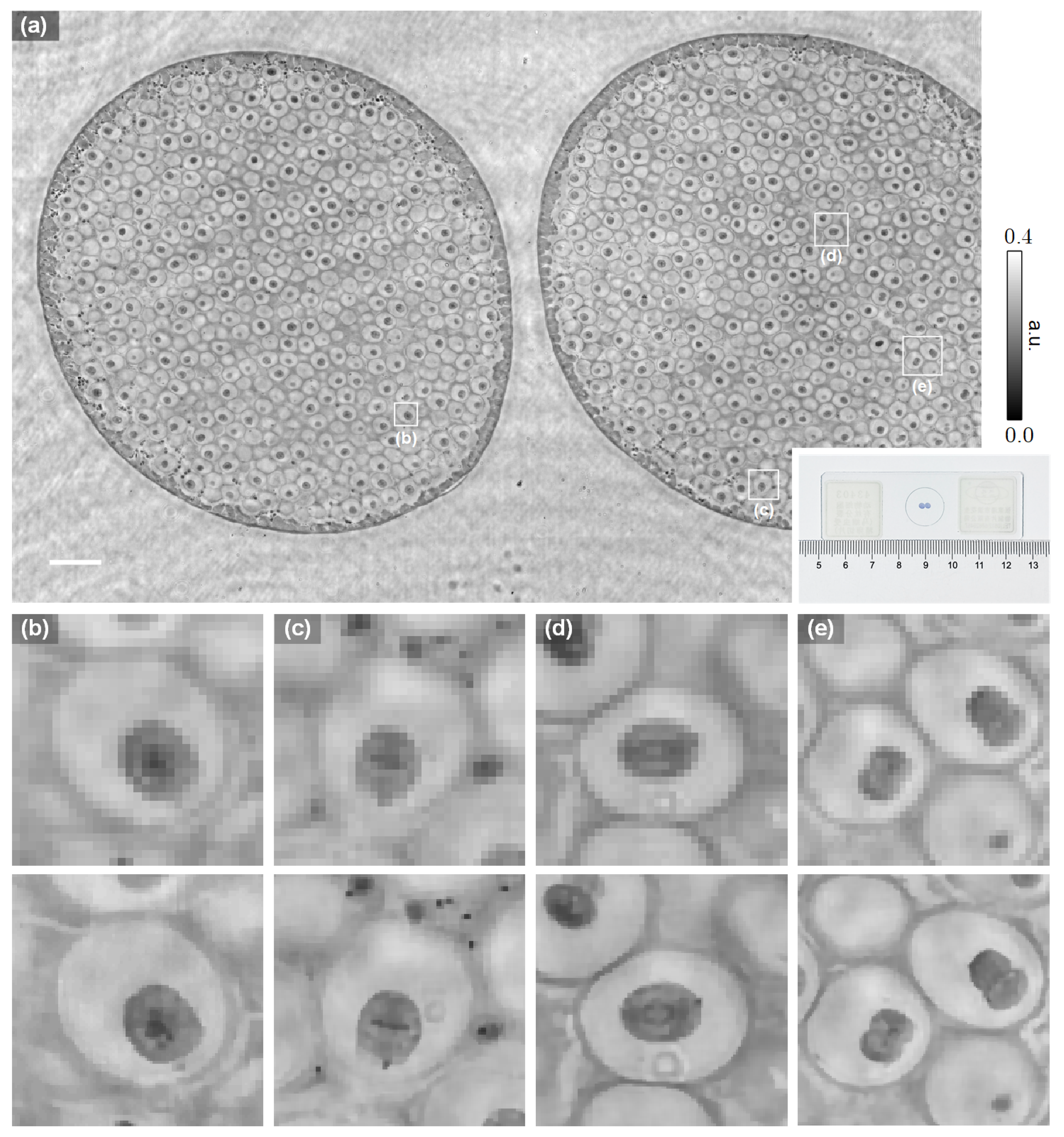 Cells 11 01999 g006 550