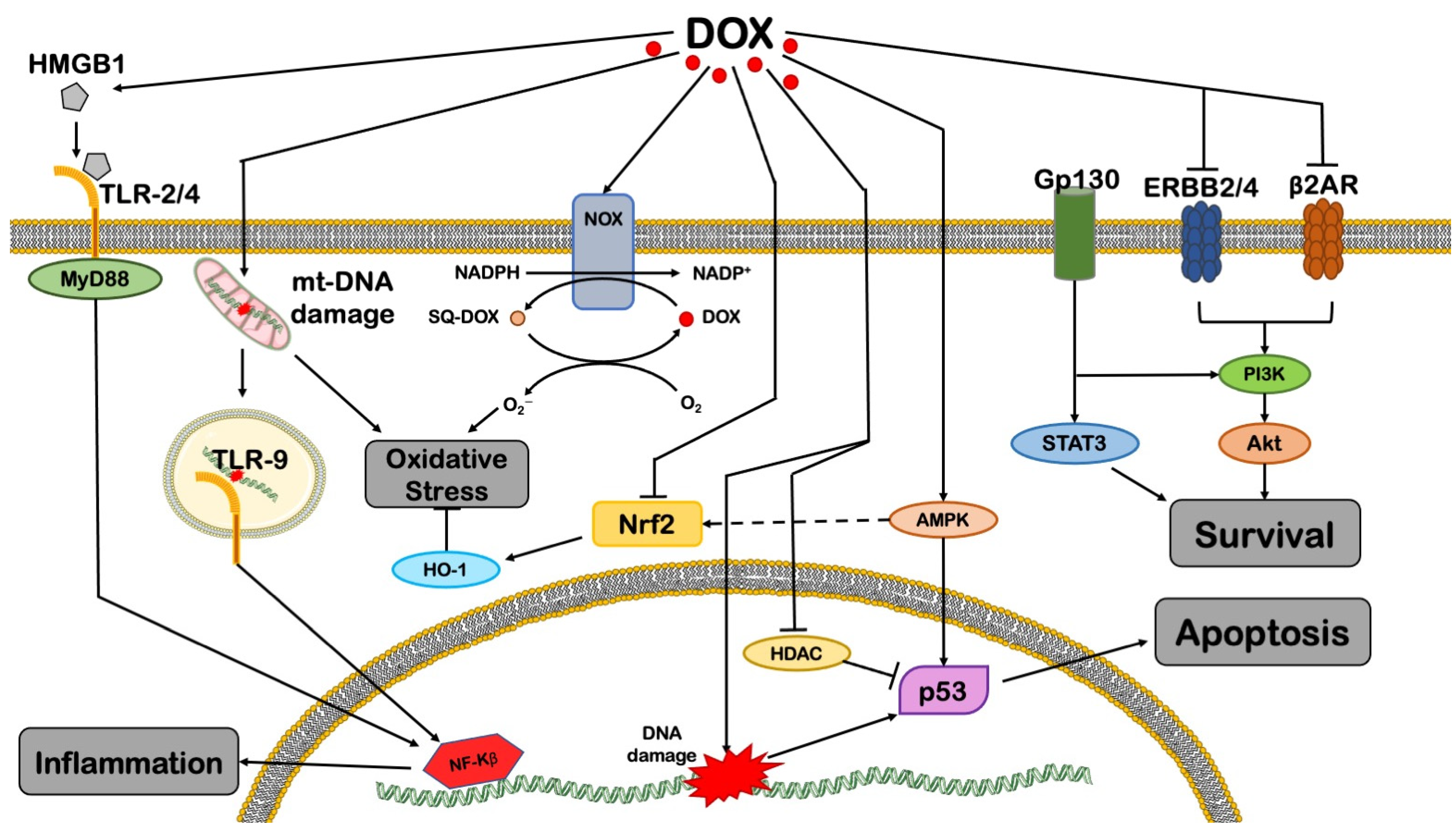 Cells 11 02000 g001 Cells 11 02000 g001