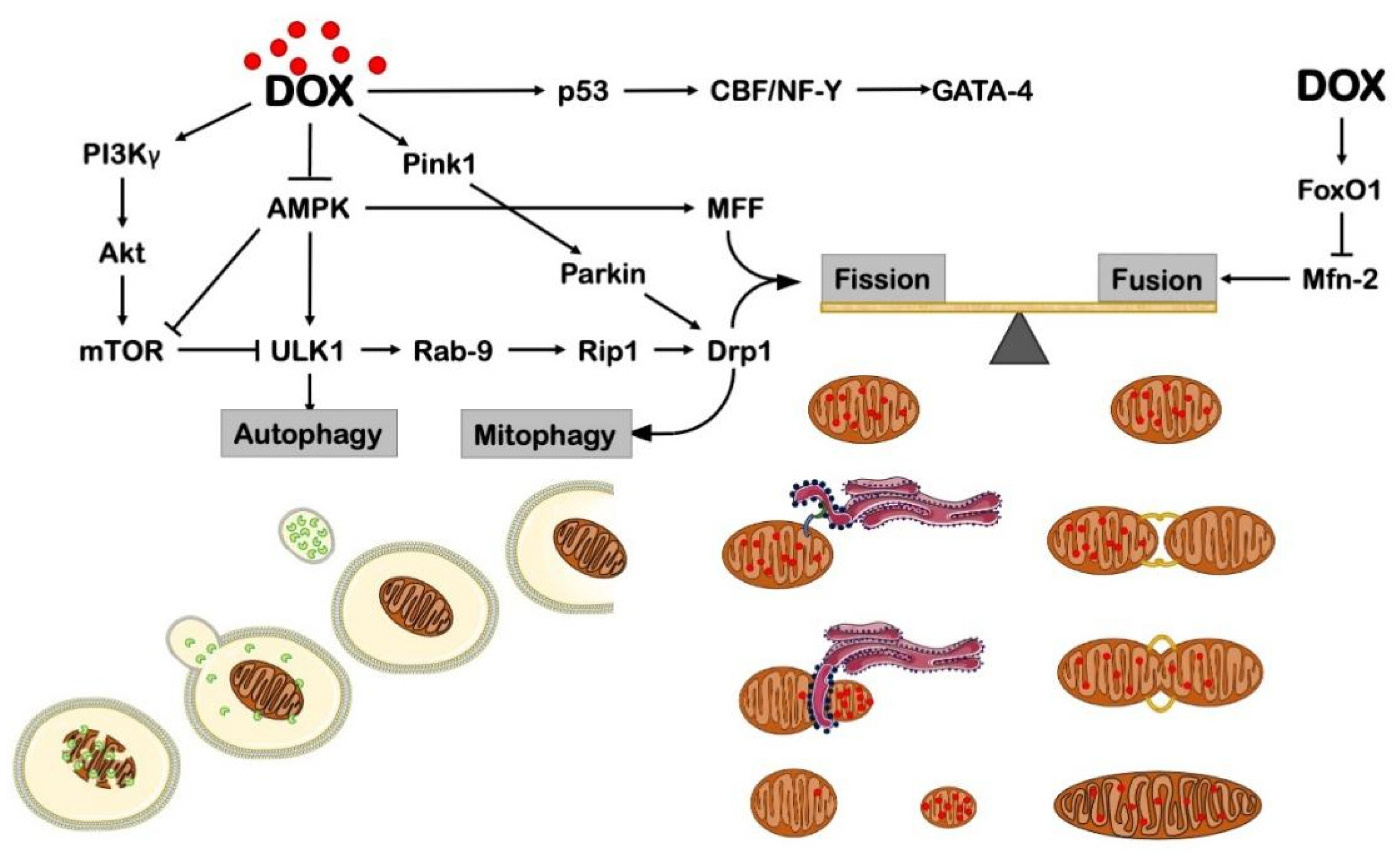 Cells 11 02000 g003 Cells 11 02000 g003