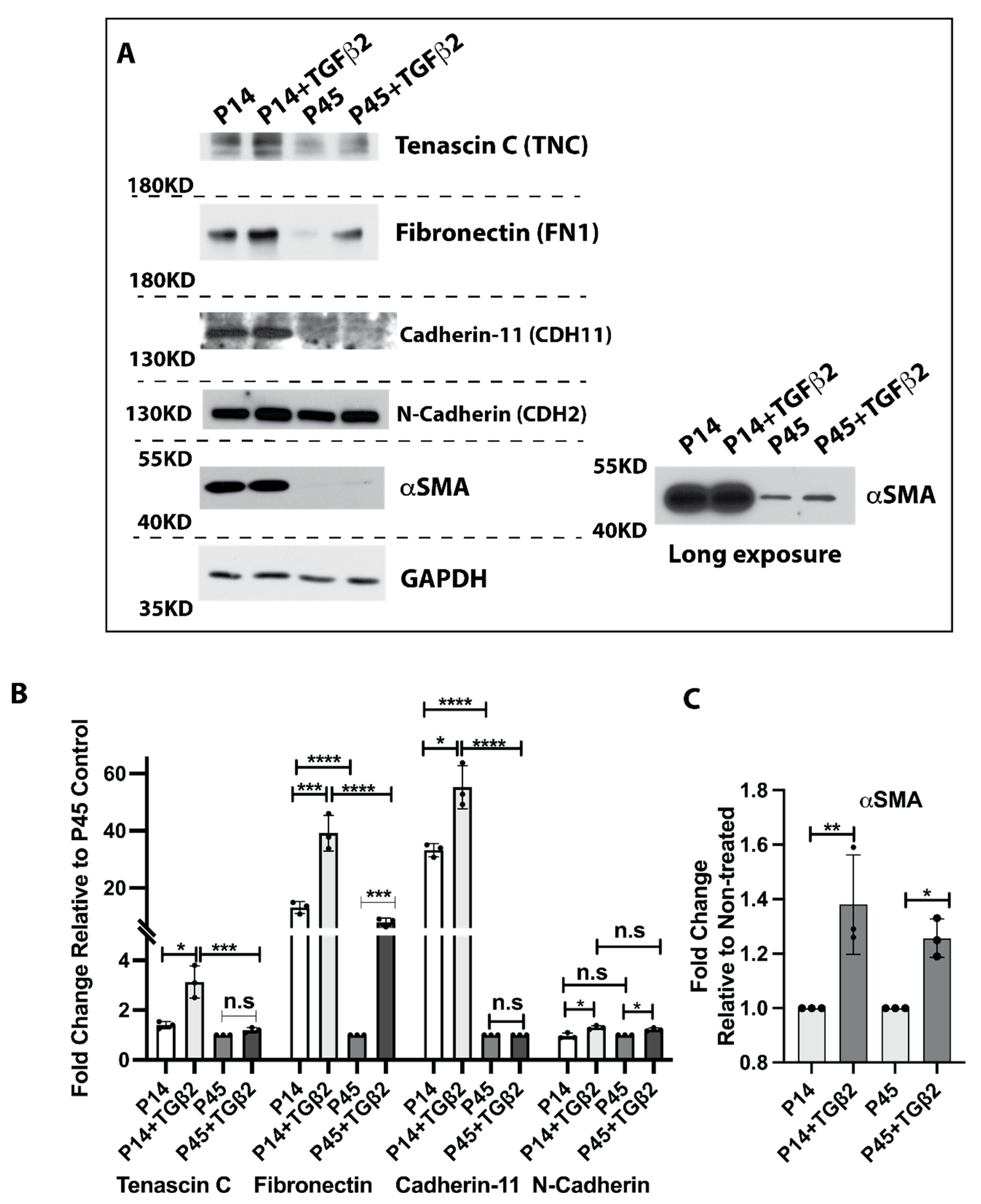 Cells 11 02001 g005 Cells 11 02001 g005