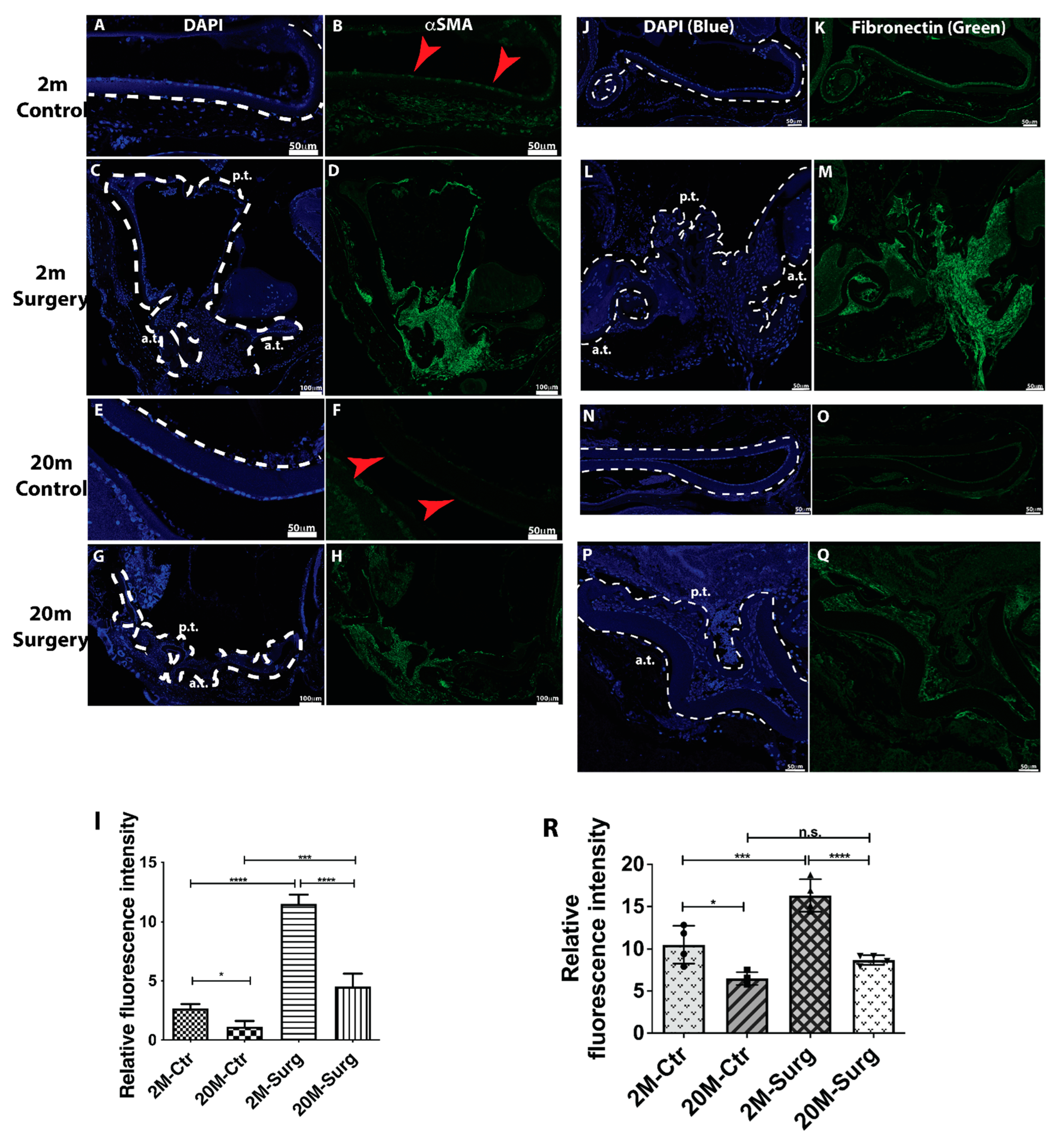 Cells 11 02001 g006 Cells 11 02001 g006