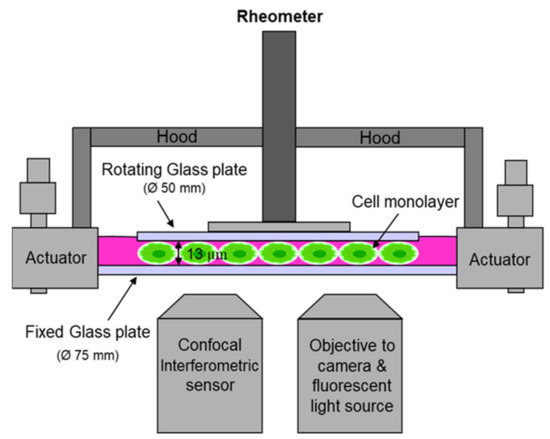 Cells, Free Full-Text