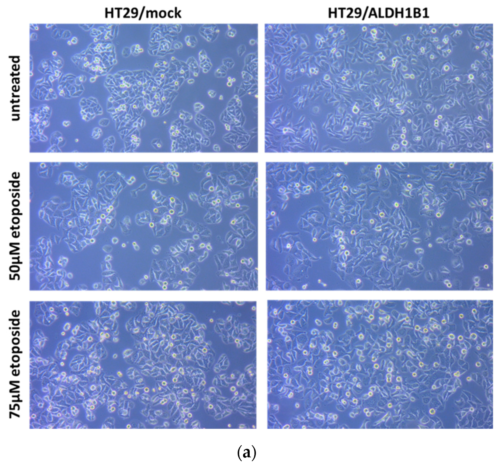 Cells 11 02017 g003a Cells 11 02017 g003a