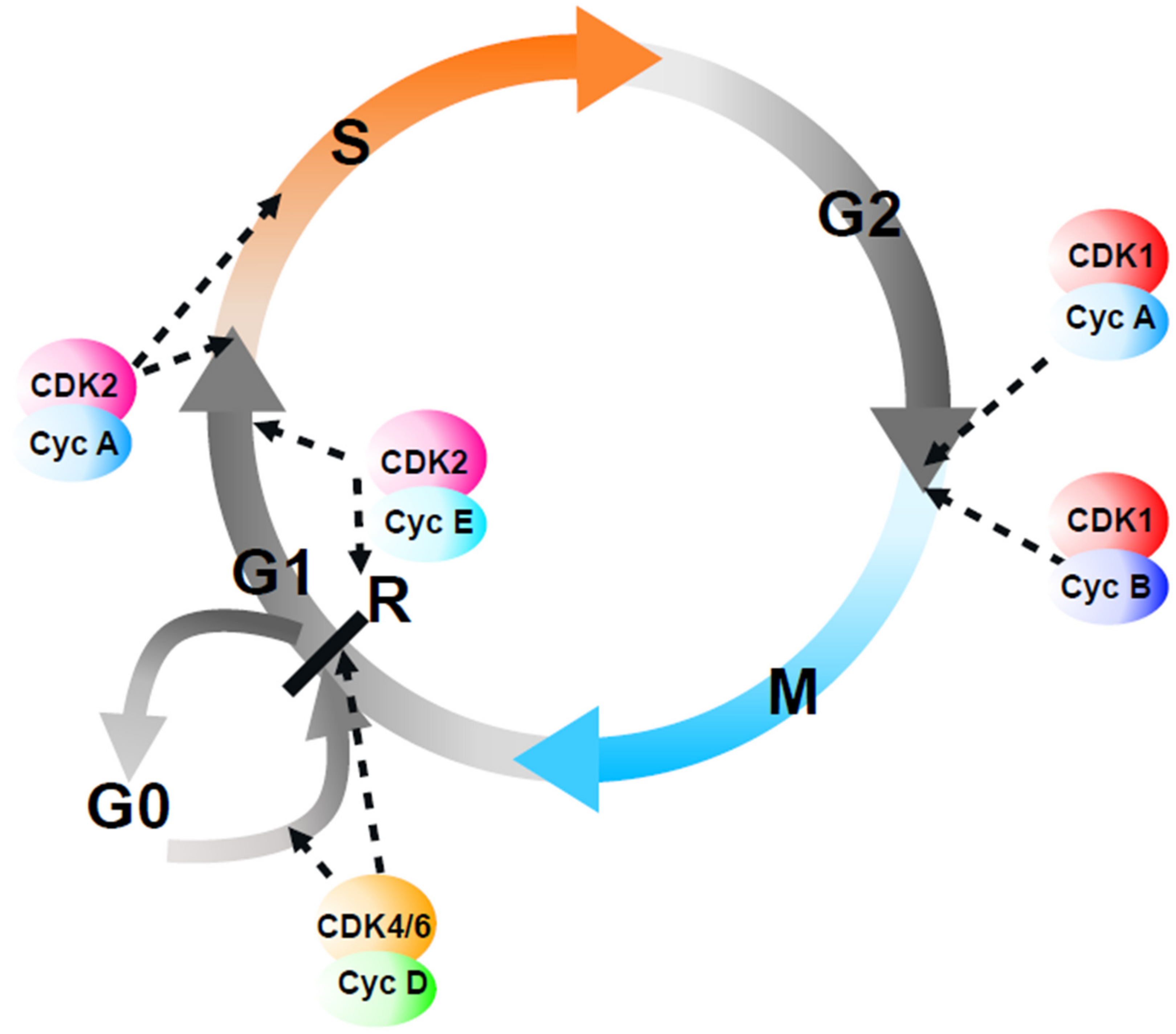 Replicatively senescent cells are arrested in G1 and G2 phases - Figure F1