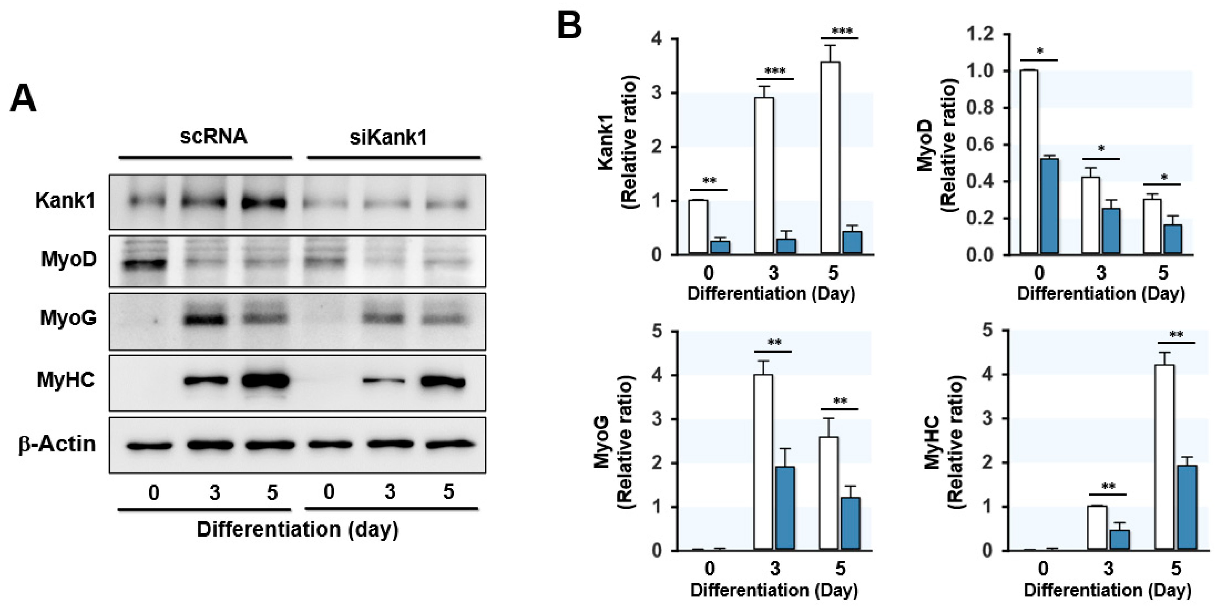 Cells 11 02030 g004