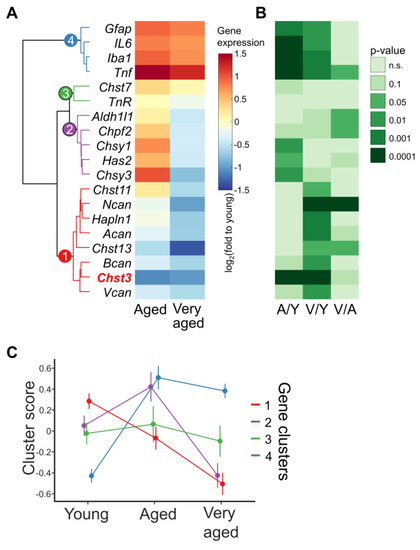 Aging-Associated Changes in Cognition, Expression and