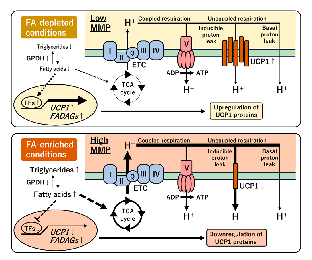 Cells Free FullText Chronic Fatty Acid Depletion Induces