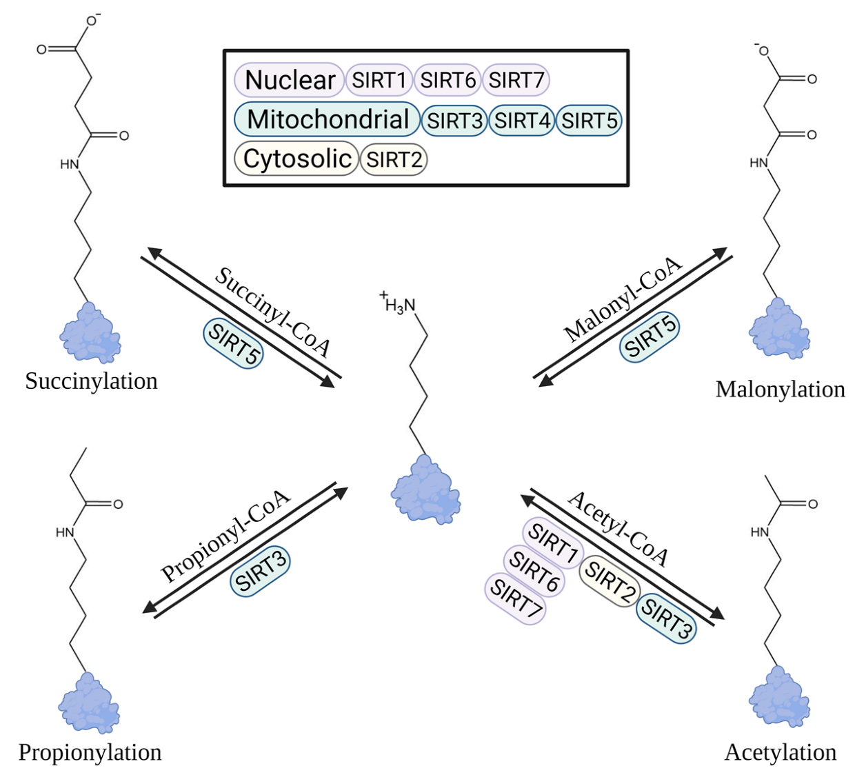 Biochemical Mechanisms of Sirtuin-Directed Protein Acylation in Hepatic Pathologies of Mitochondrial Dysfunction Biochemical Mechanisms of Sirtuin-Directed Protein Acylation in Hepatic Pathologies of Mitochondrial Dysfunction