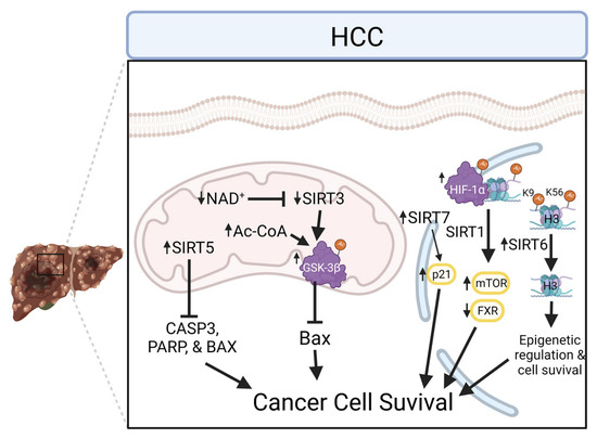 Cells | Free Full-Text | Biochemical Mechanisms of Sirtuin 