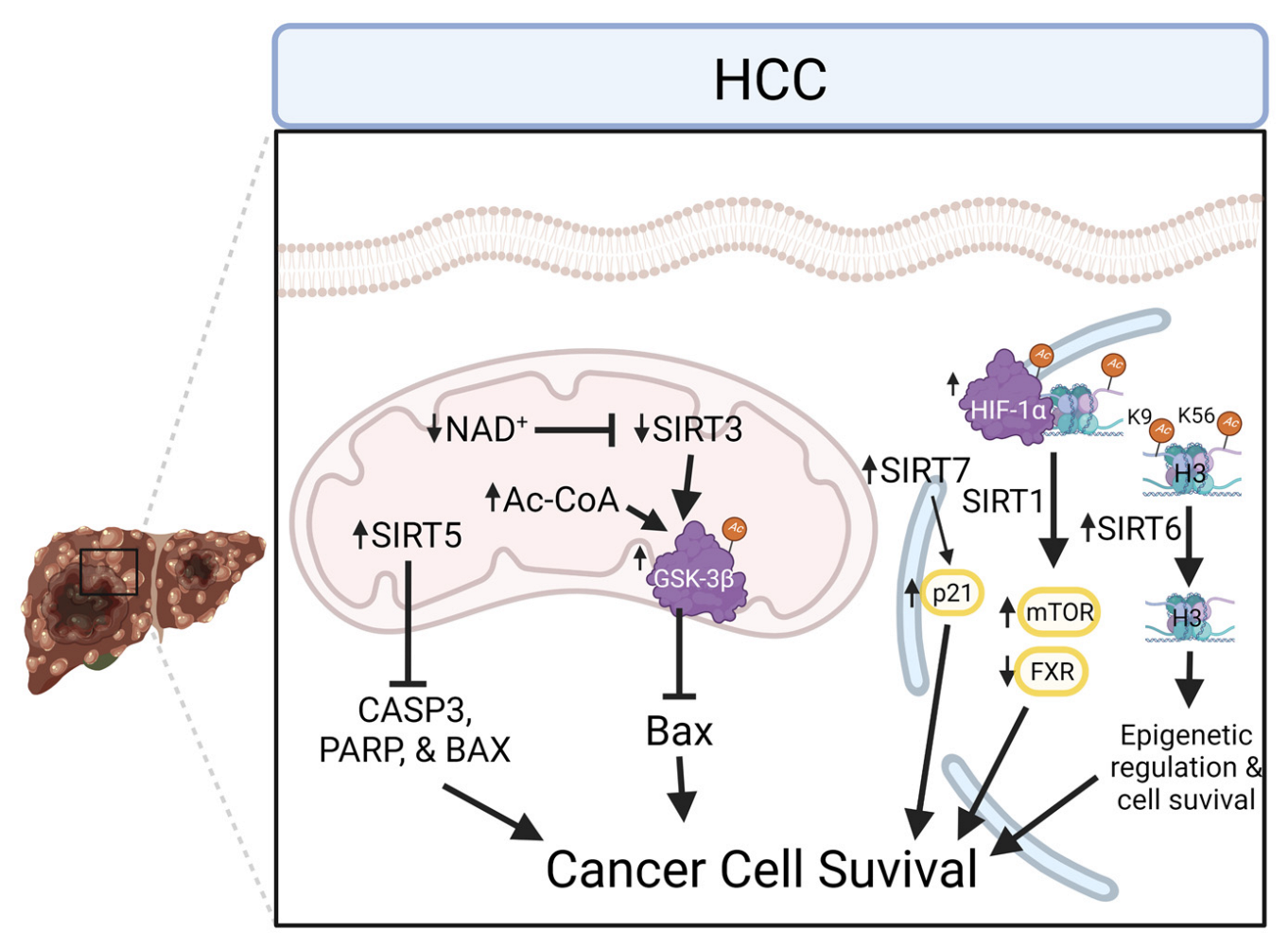 Biochemical Mechanisms of Sirtuin-Directed Protein Acylation