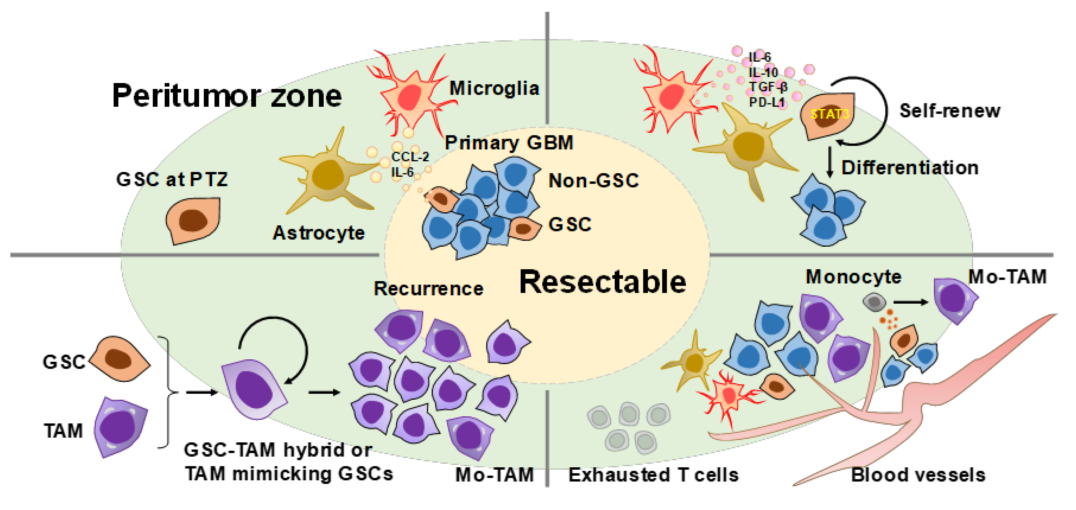 Cells 11 02054 g001 550