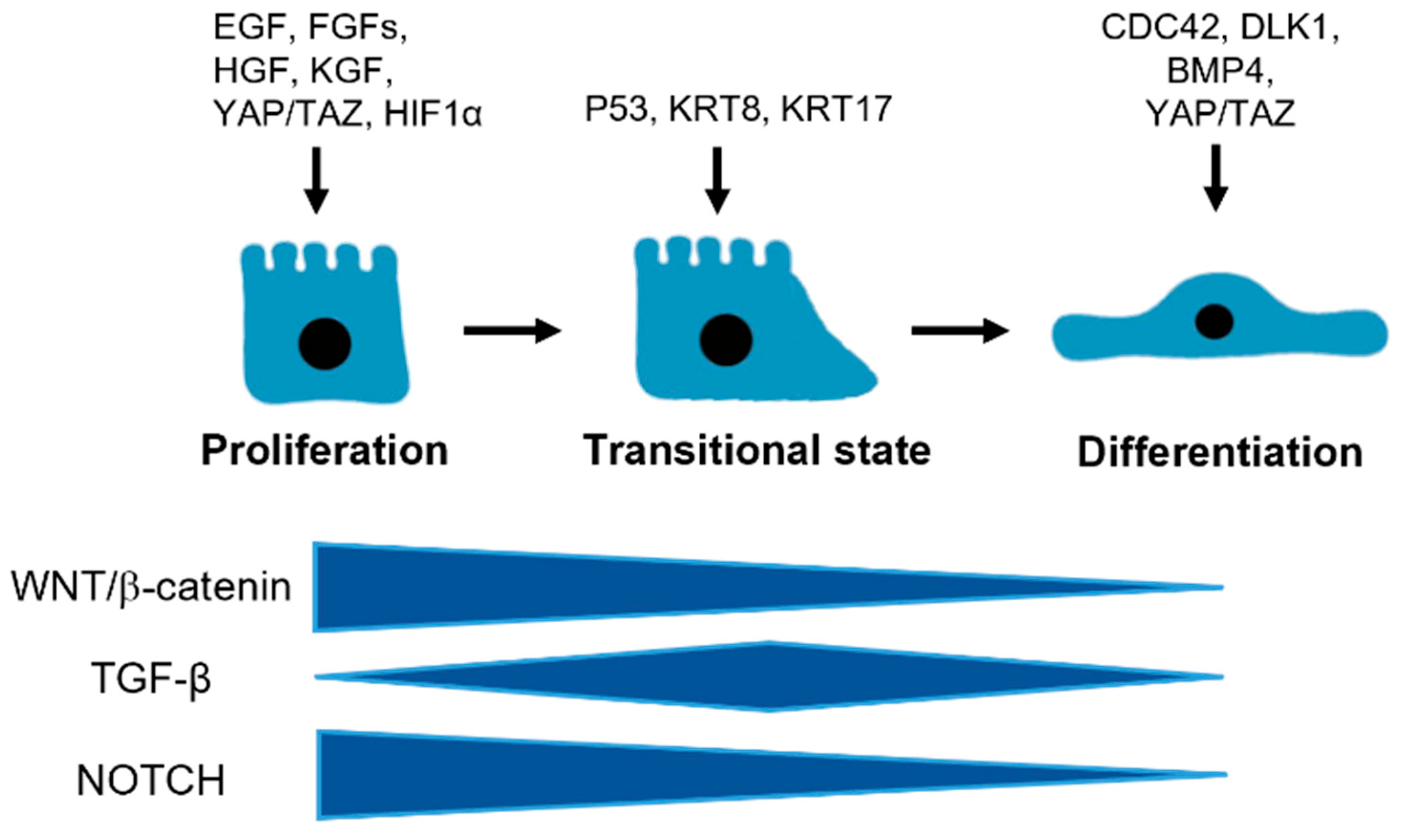 Cells 11 02055 g002 Cells 11 02055 g002