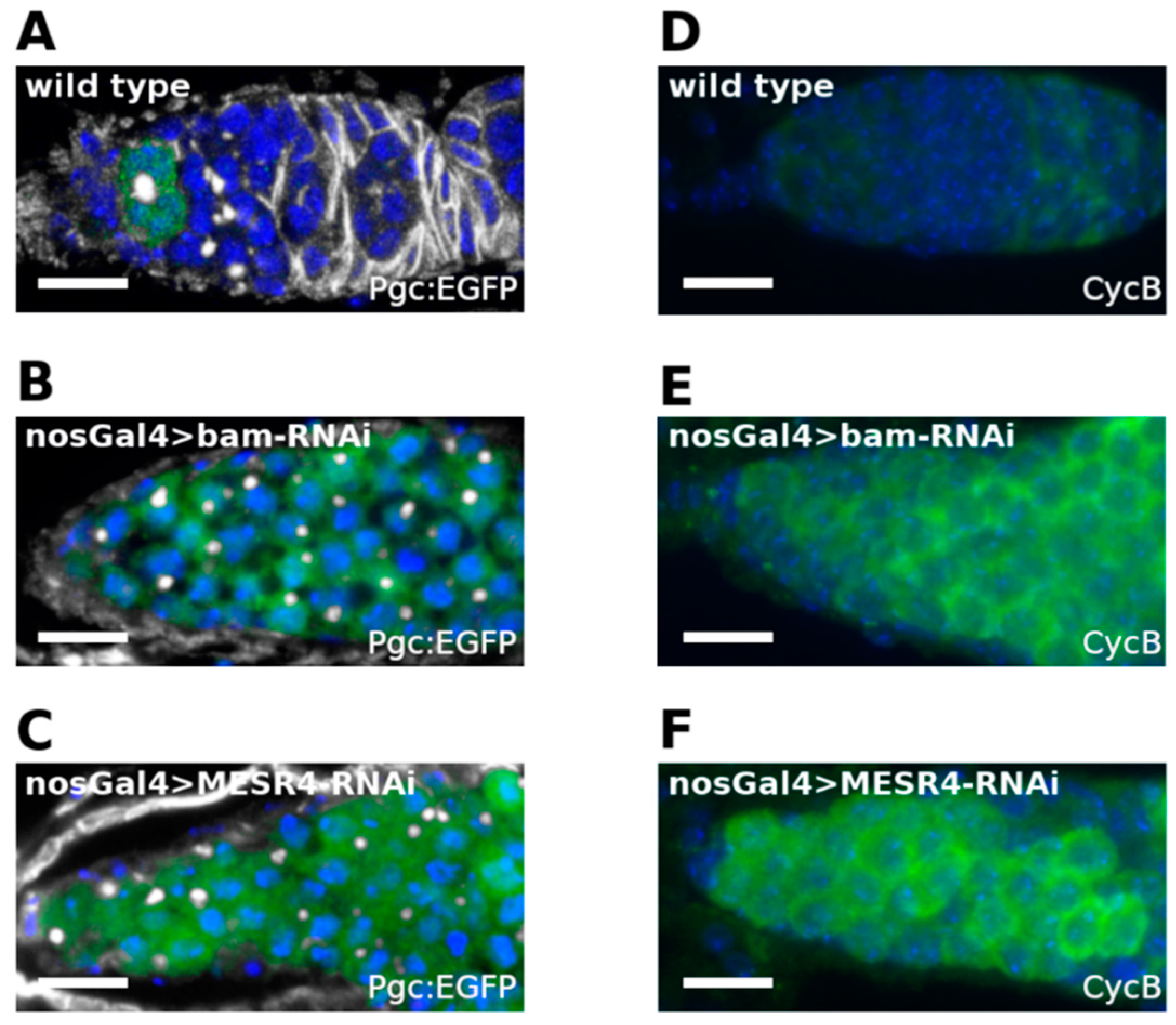 Cells 11 02056 g004 Cells 11 02056 g004
