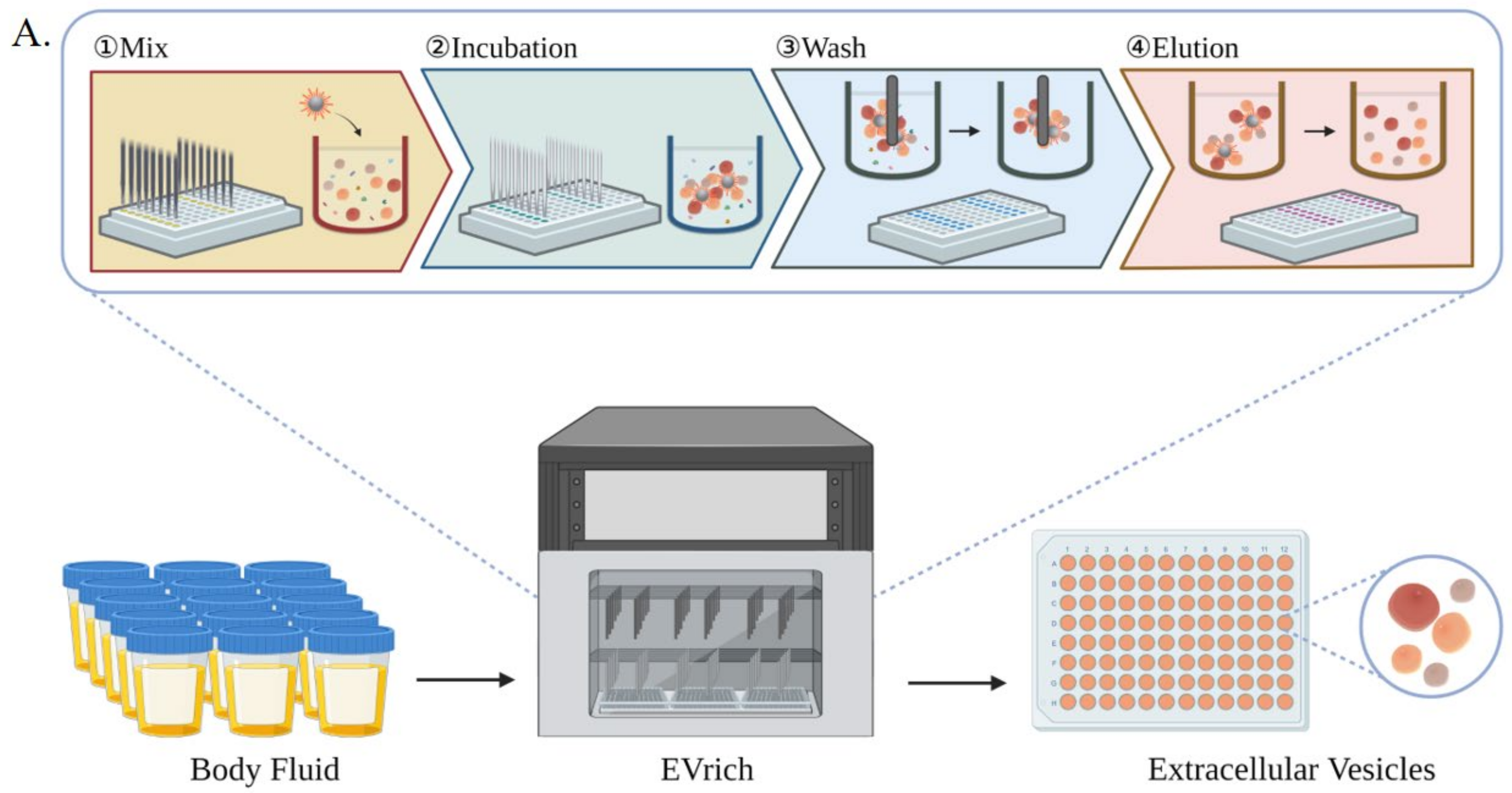 Cells 11 02070 g001a 550