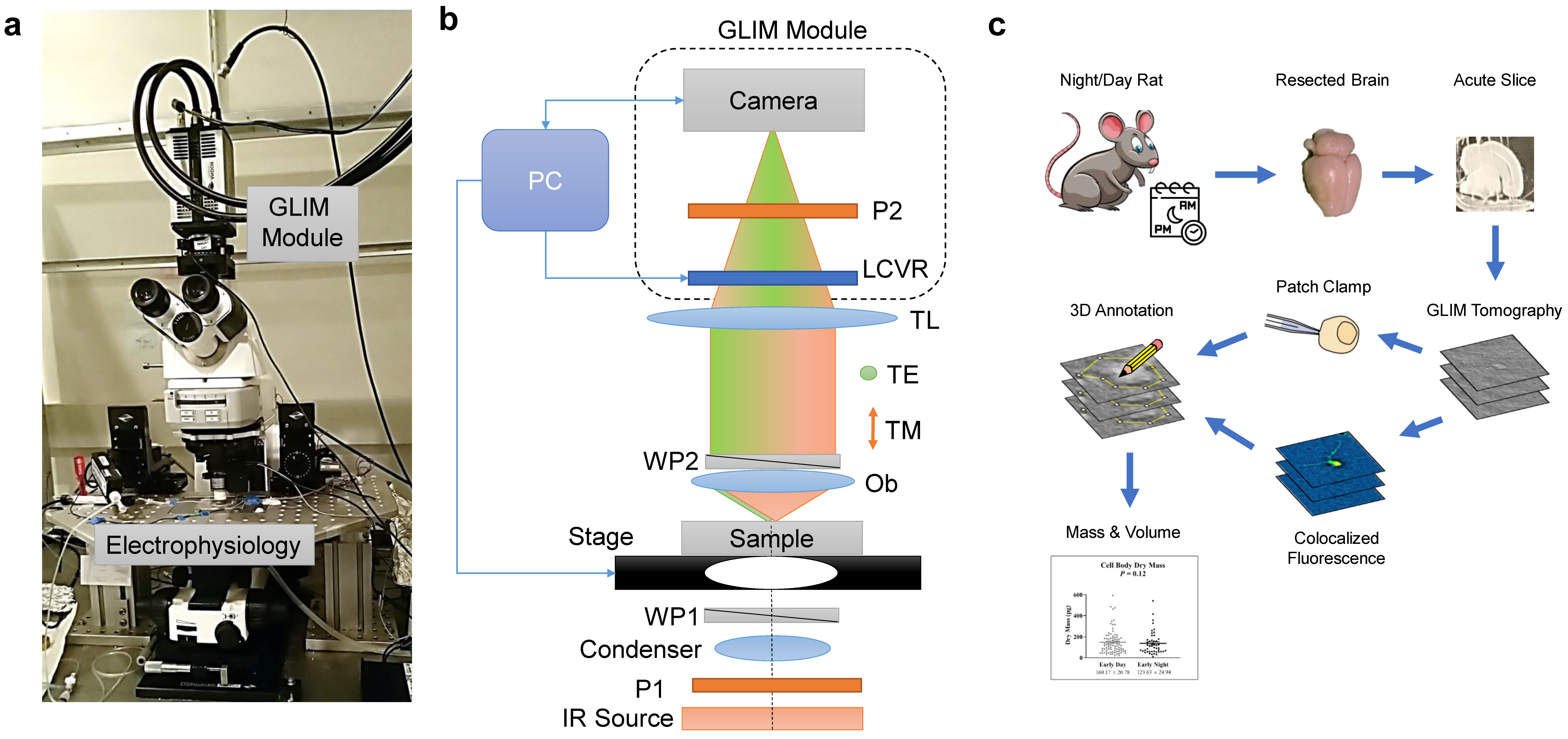 Optical Electrophysiology: Toward the Goal of Label-Free Voltage Imaging