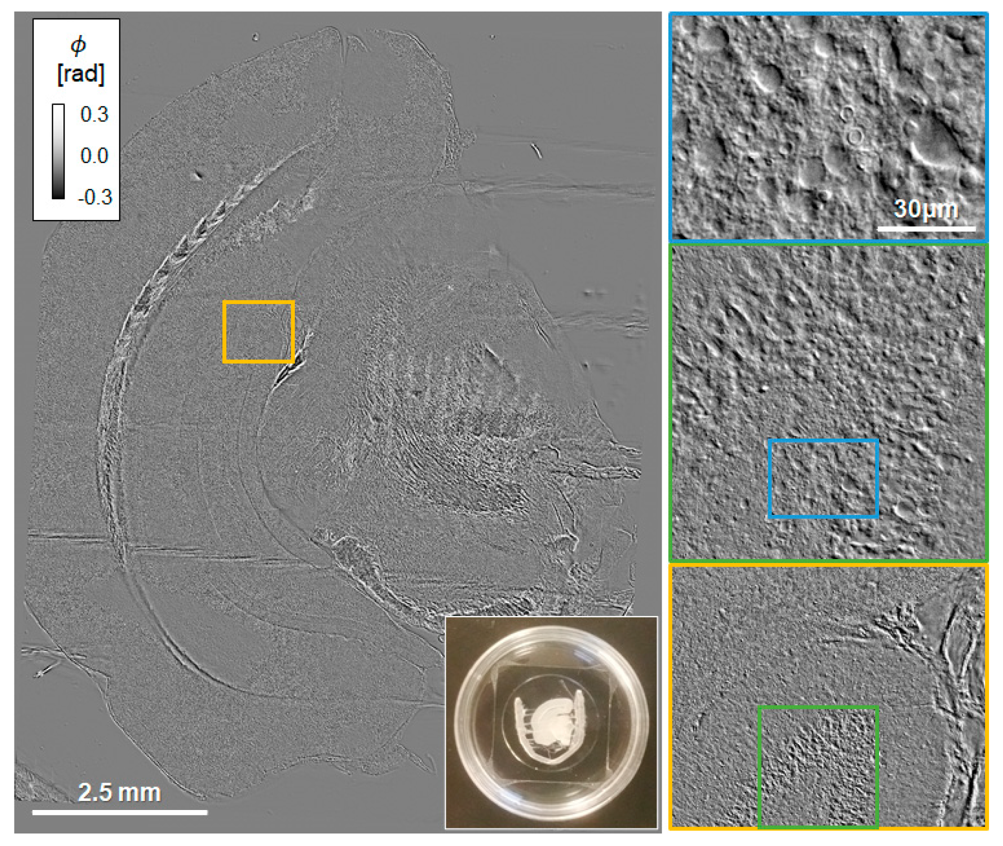 Cells 11 02073 g003 Cells 11 02073 g003