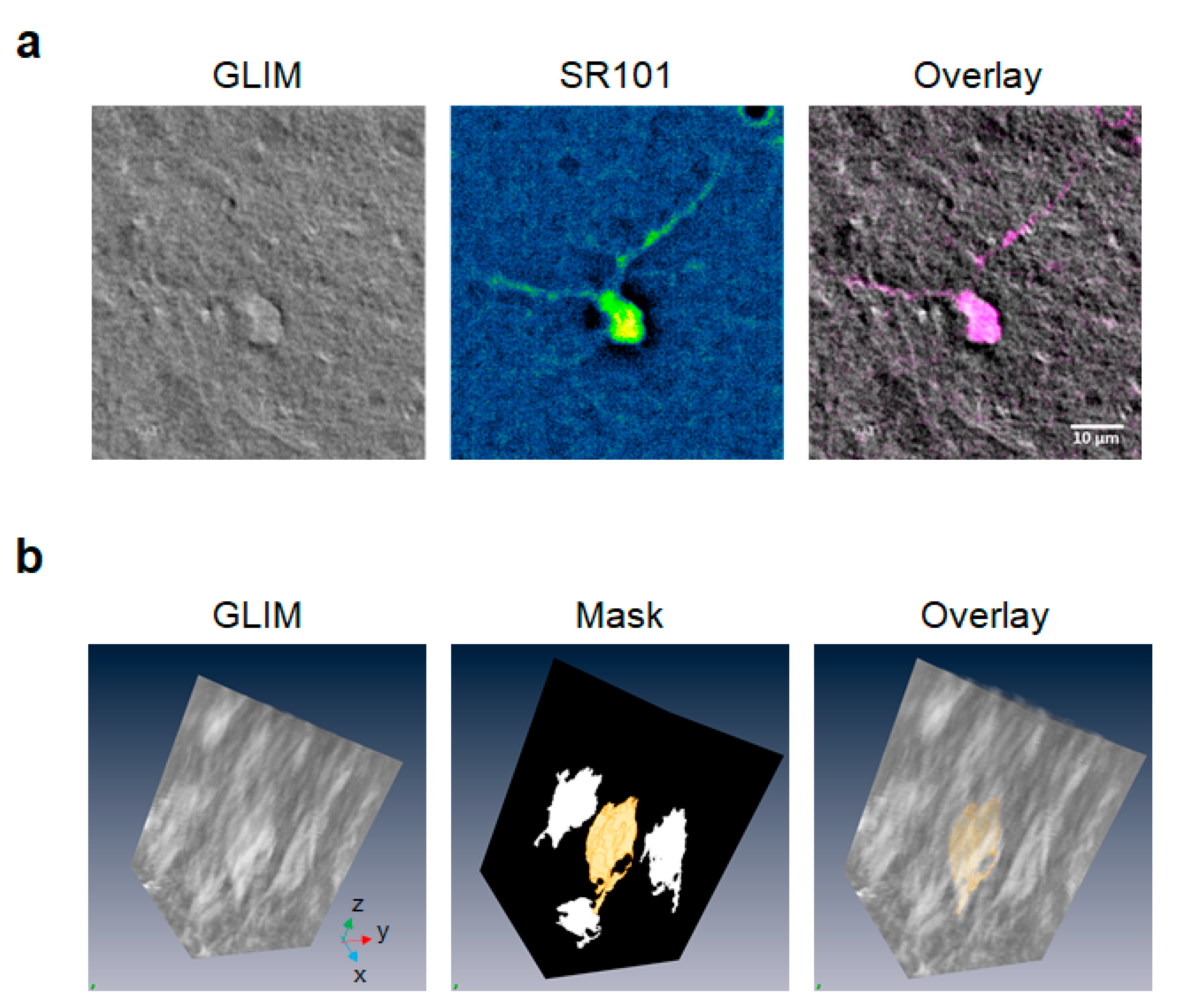 Cells 11 02073 g005 Cells 11 02073 g005