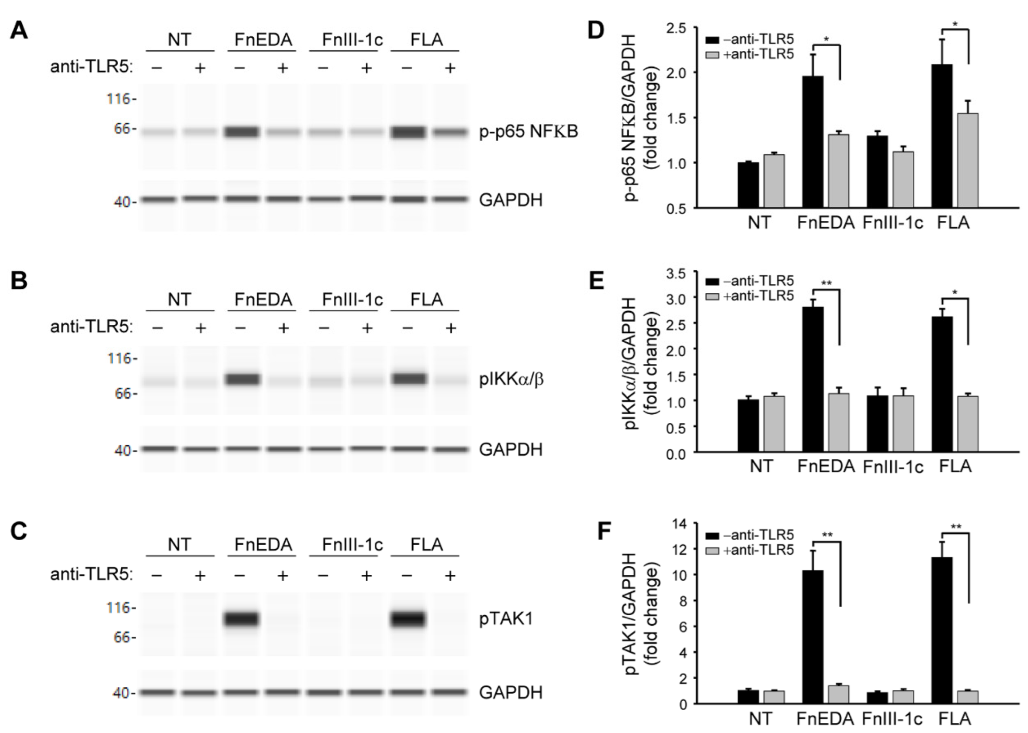 Cells 11 02074 g003 Cells 11 02074 g003
