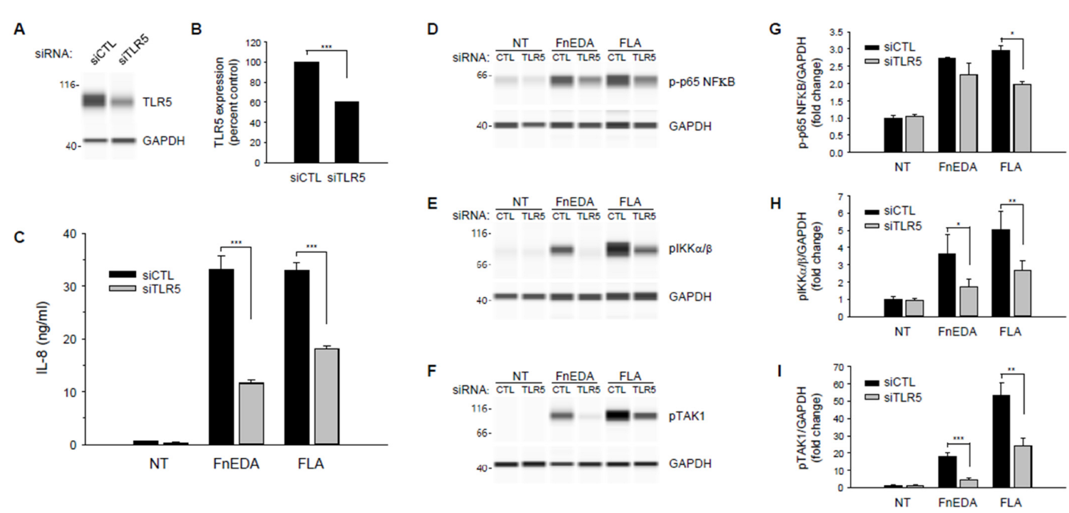 Cells 11 02074 g005 Cells 11 02074 g005