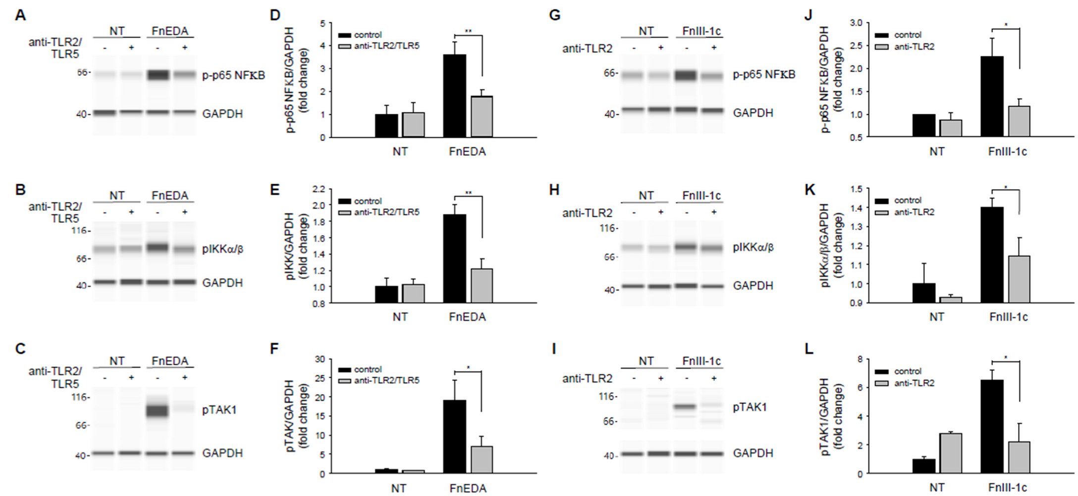 Cells 11 02074 g006 Cells 11 02074 g006
