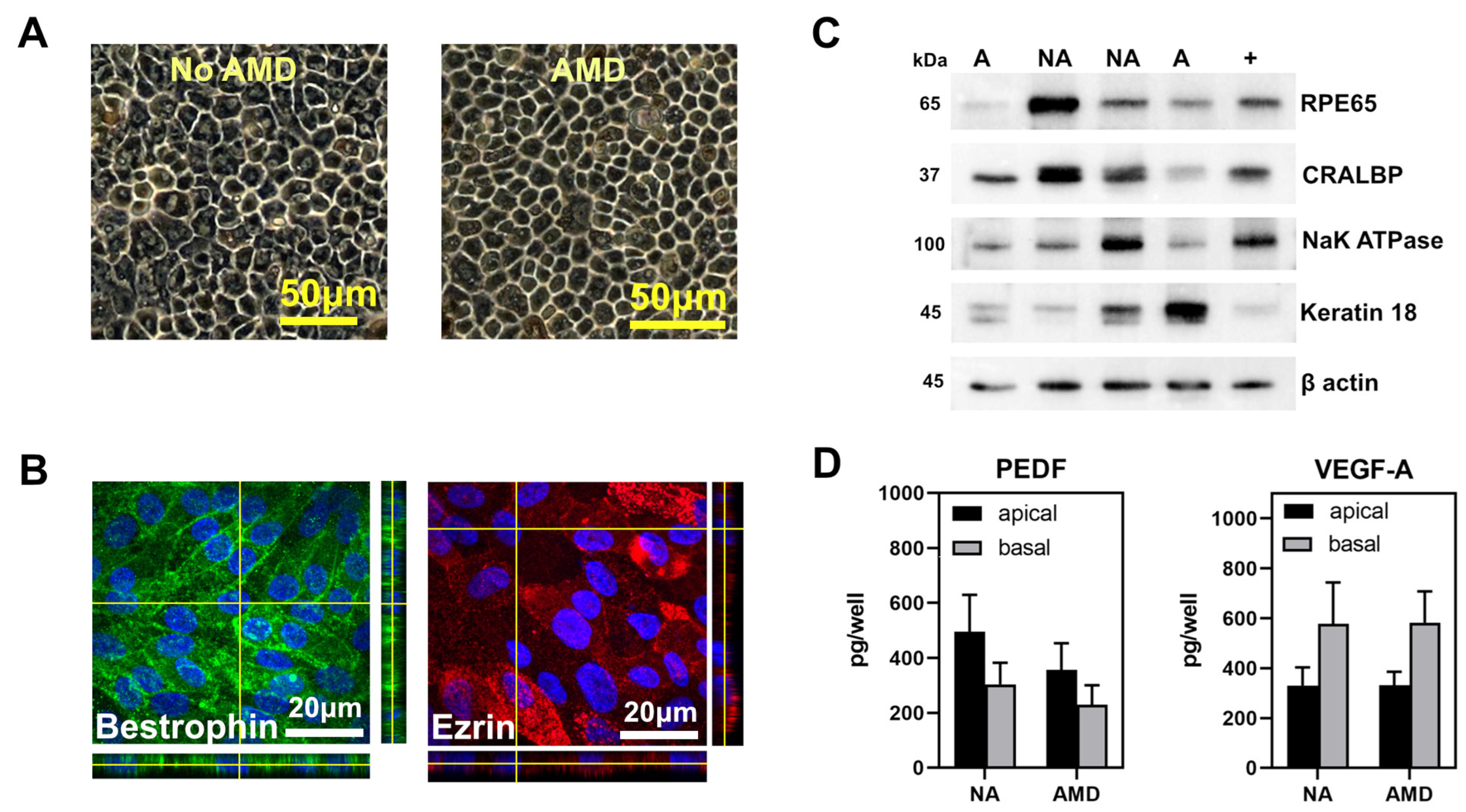 Cells 11 02075 g002 550
