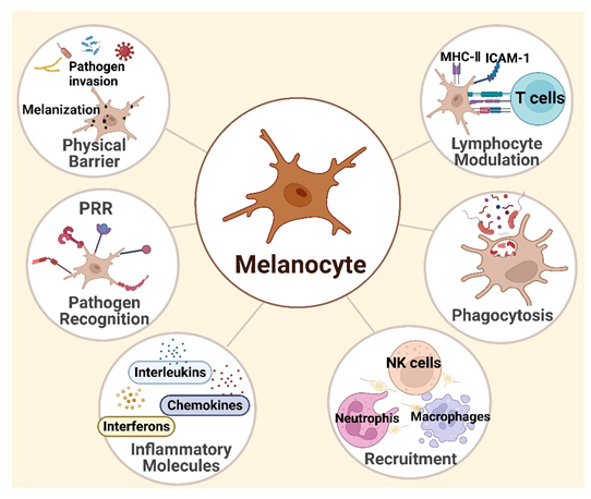 Cells 11 02082 g001 Cells 11 02082 g001