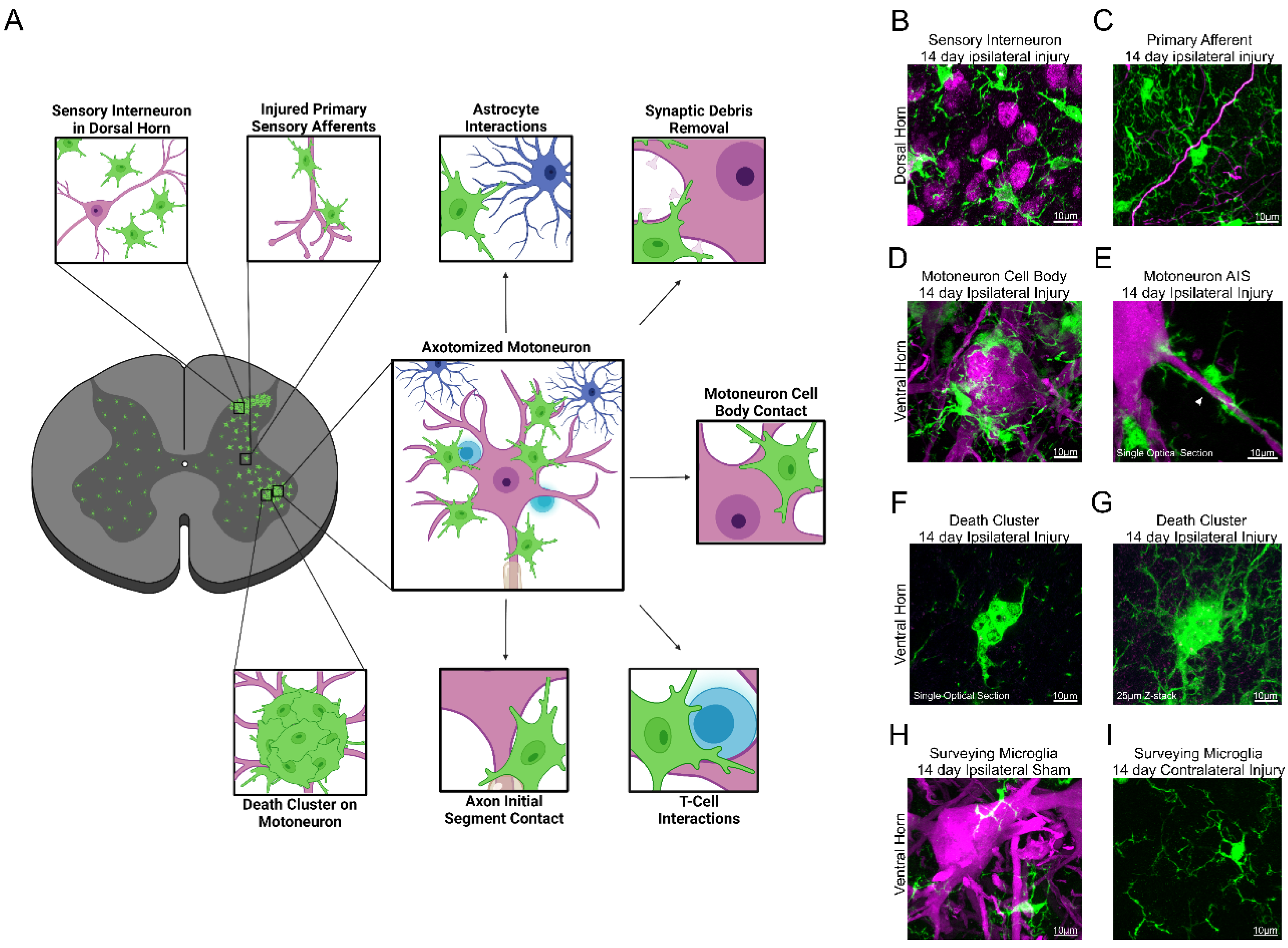 Cells 11 02083 g001 Cells 11 02083 g001