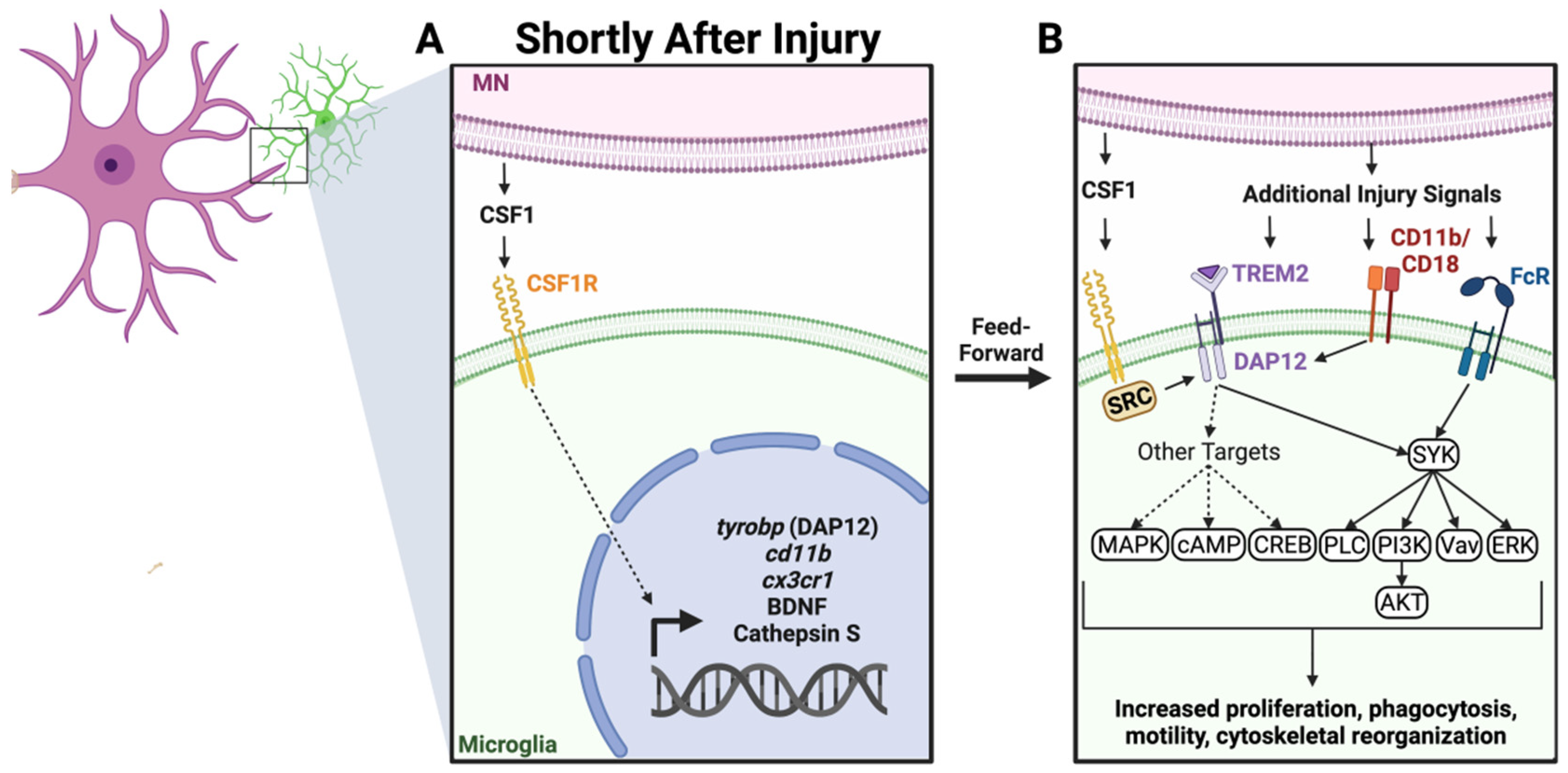 Cells 11 02083 g002 Cells 11 02083 g002