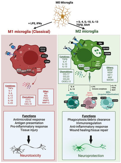 Cells | Free Full-Text | Microglia Phenotypes in Aging and