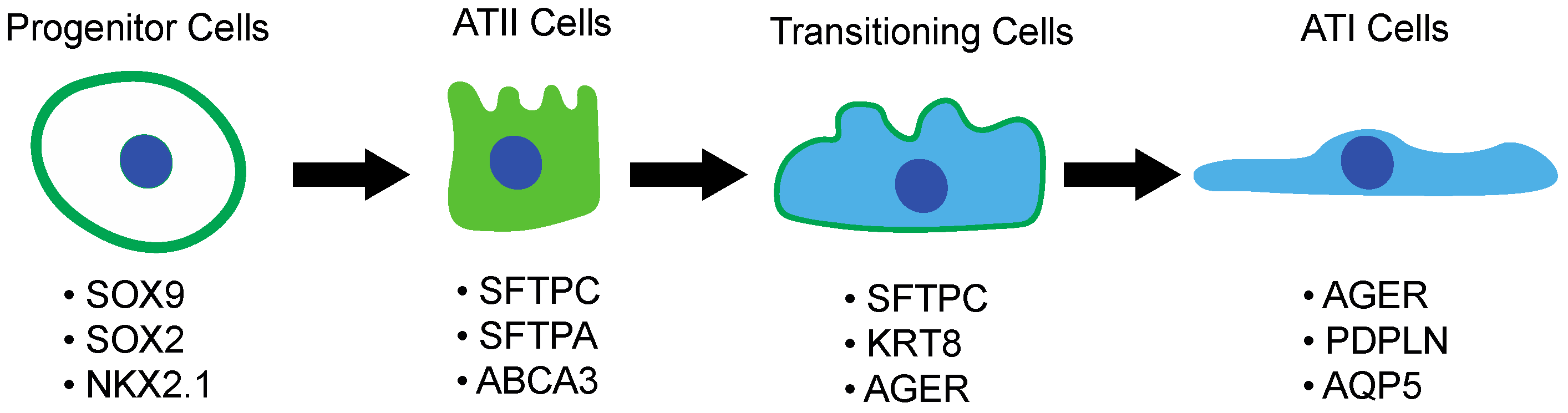 Cells 11 02095 g003 550