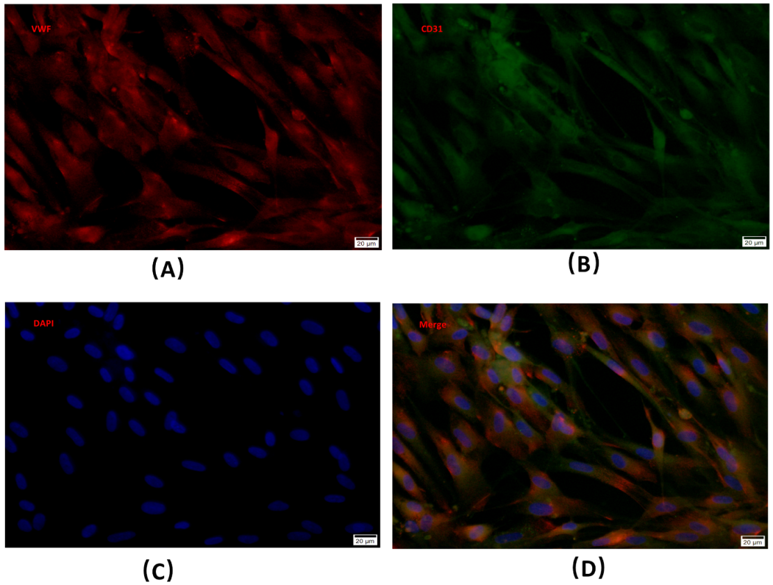 Cells 11 02104 g001 Cells 11 02104 g001