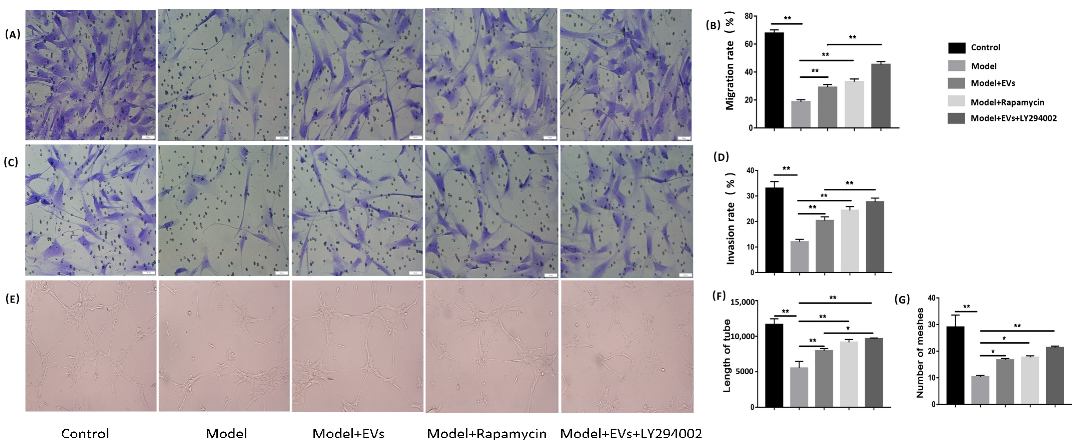 Cells 11 02104 g004 Cells 11 02104 g004