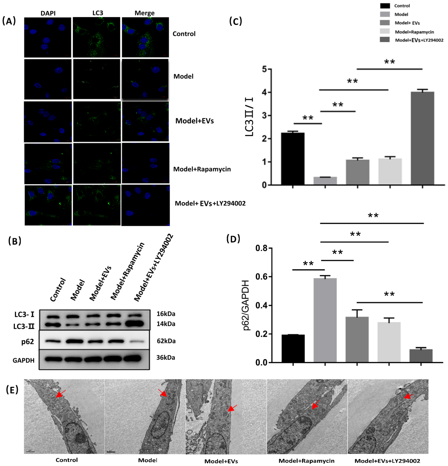 Cells 11 02104 g006 Cells 11 02104 g006