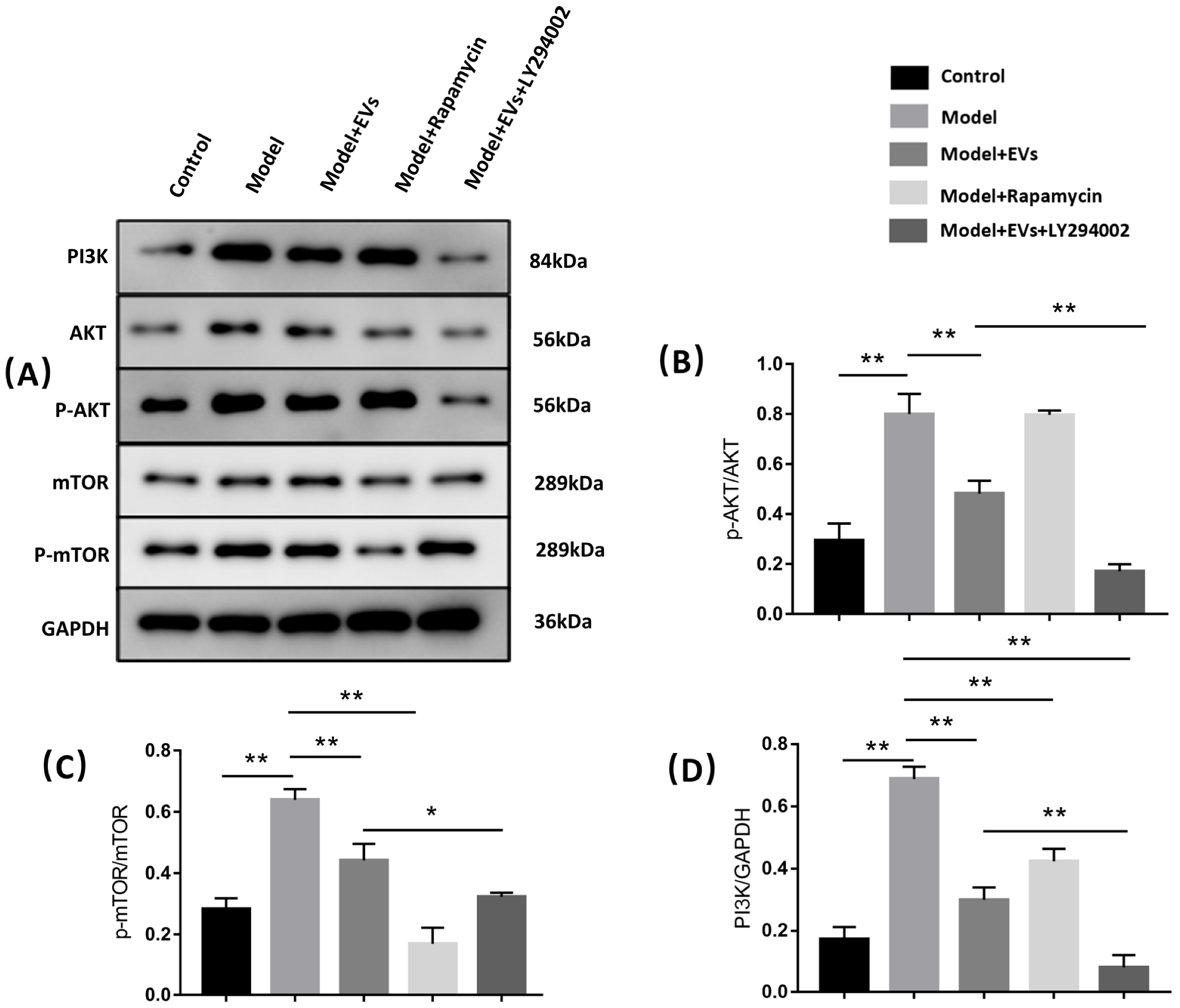 Cells 11 02104 g007 Cells 11 02104 g007
