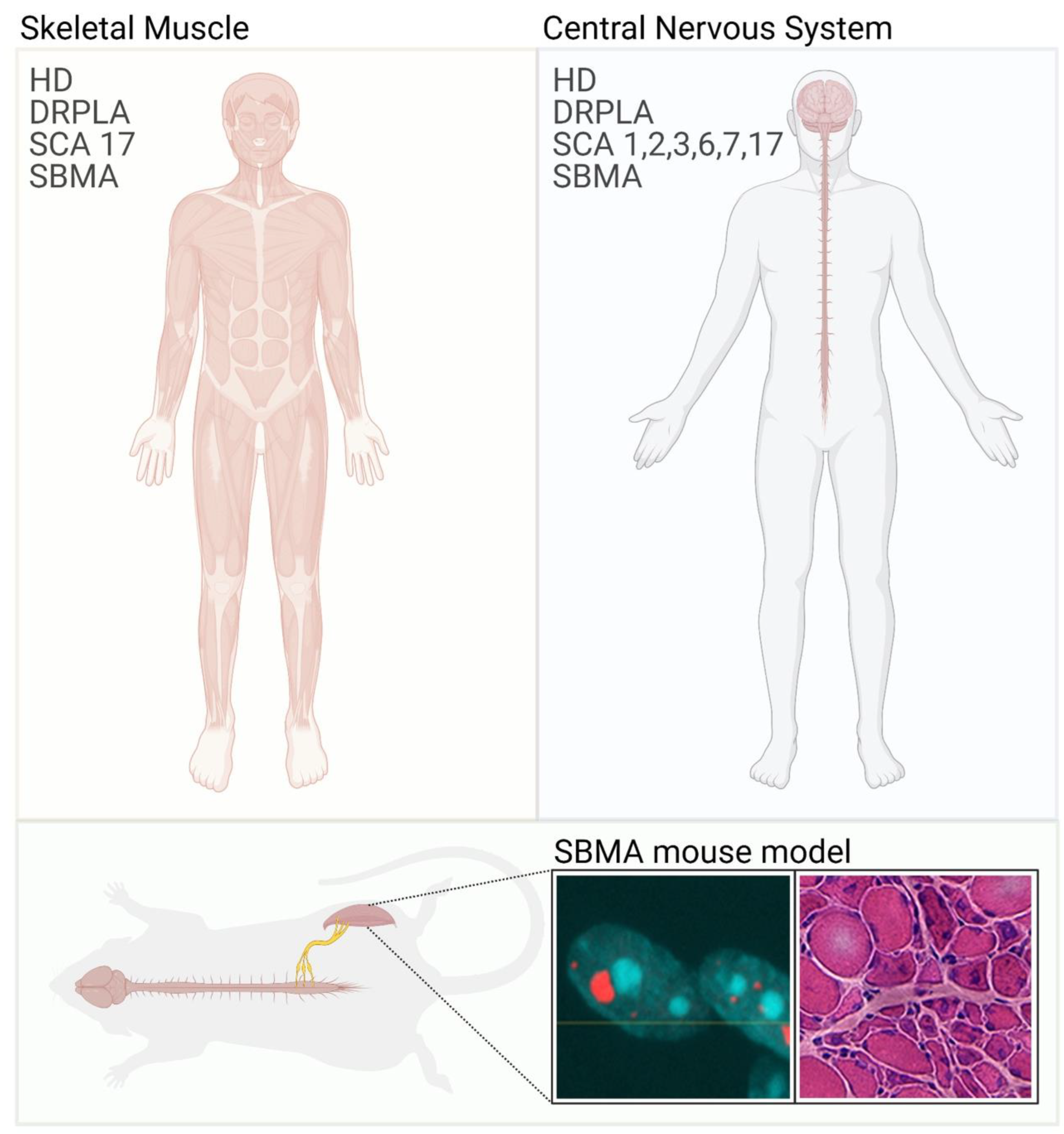 Cells Free Full Text Skeletal Muscle Pathogenesis In Polyglutamine Diseases Html