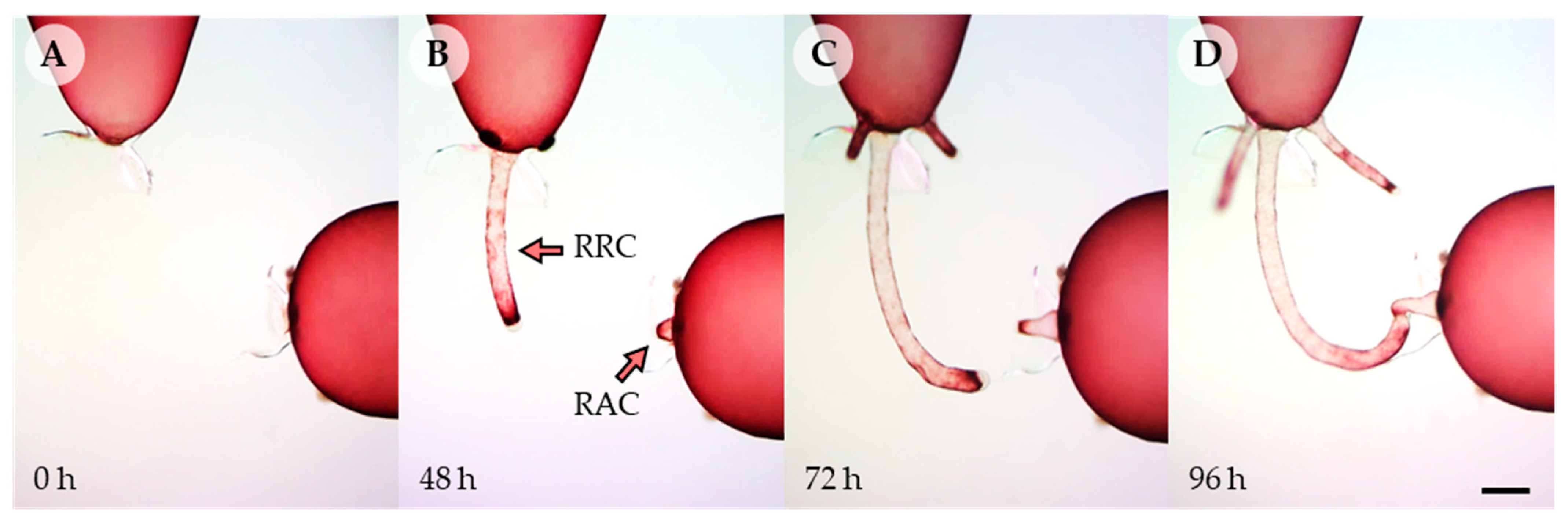 Cells 11 02124 g001 Cells 11 02124 g001