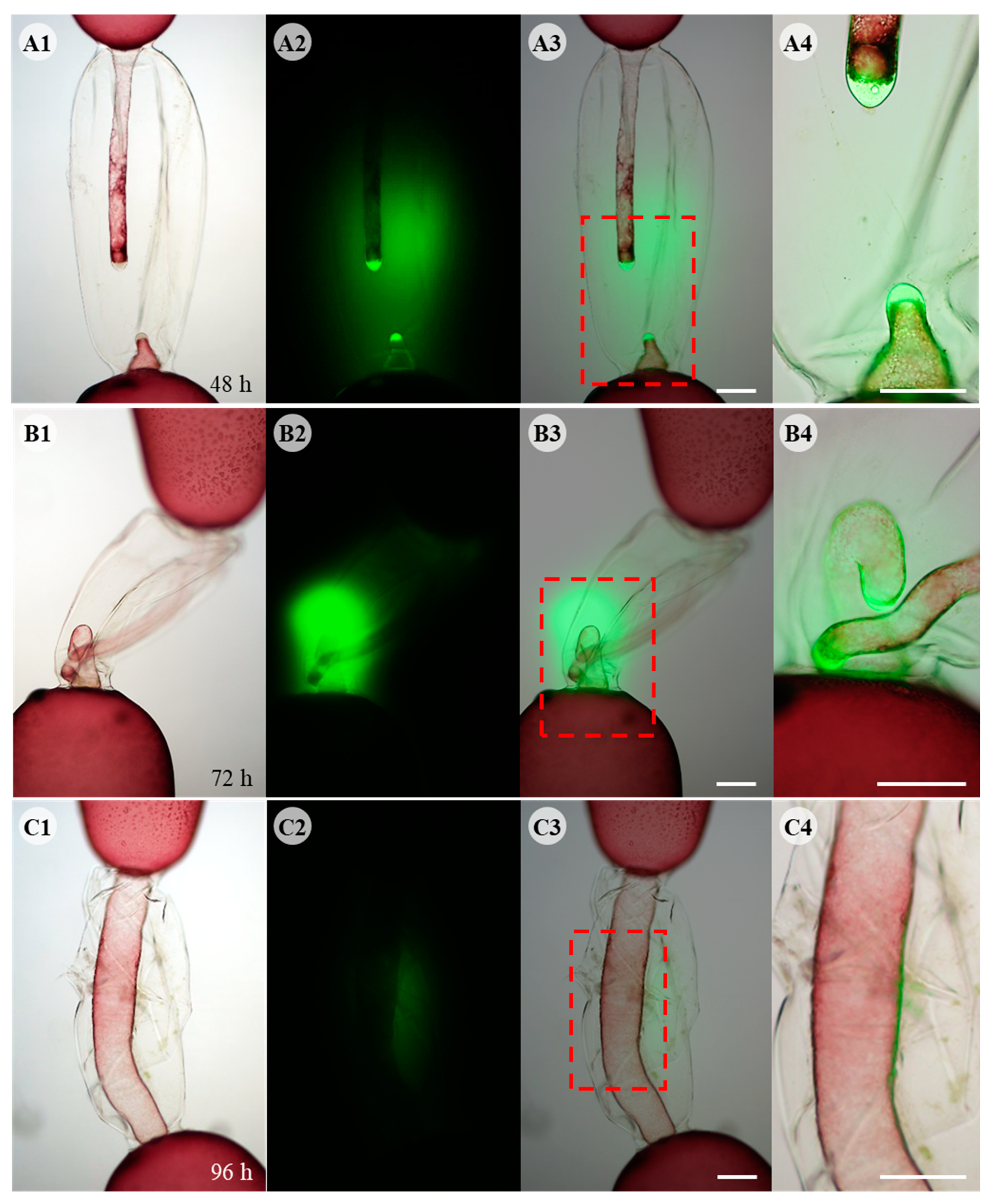Cells 11 02124 g003 Cells 11 02124 g003