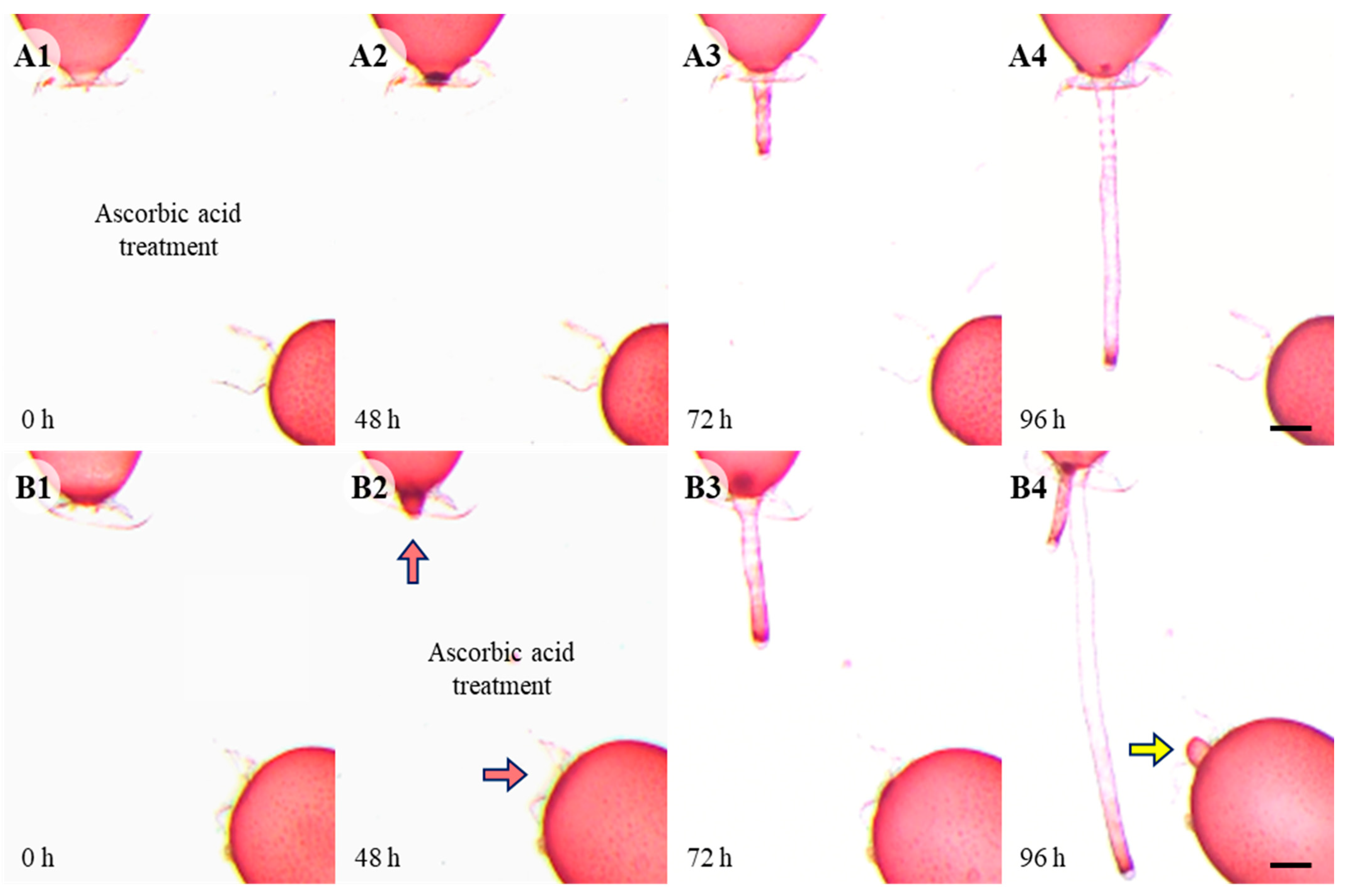 Cells 11 02124 g004 Cells 11 02124 g004