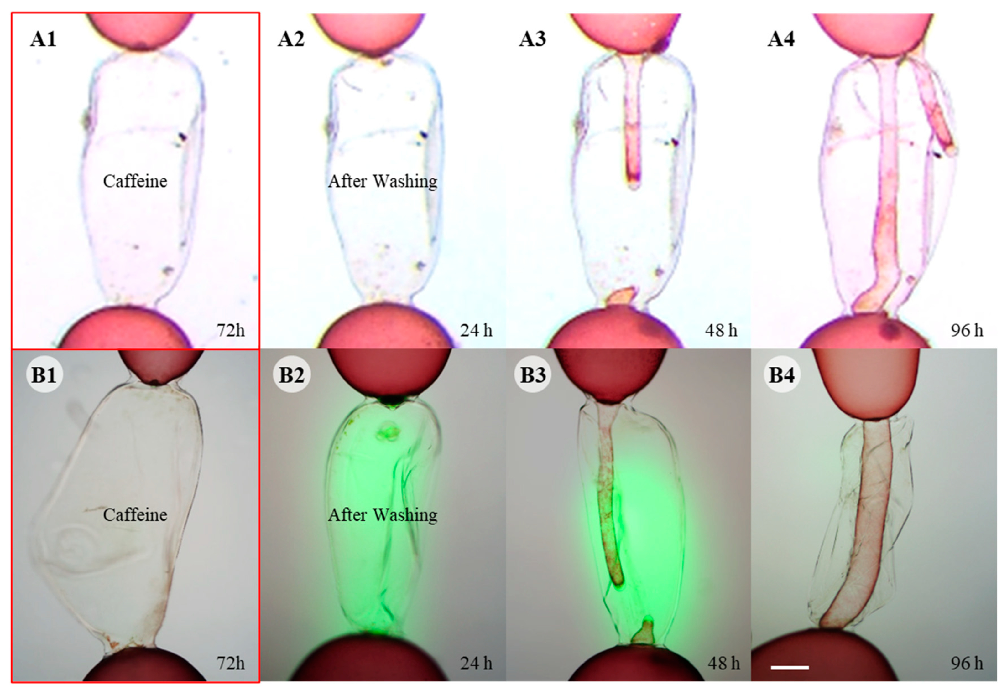 Cells 11 02124 g006 Cells 11 02124 g006
