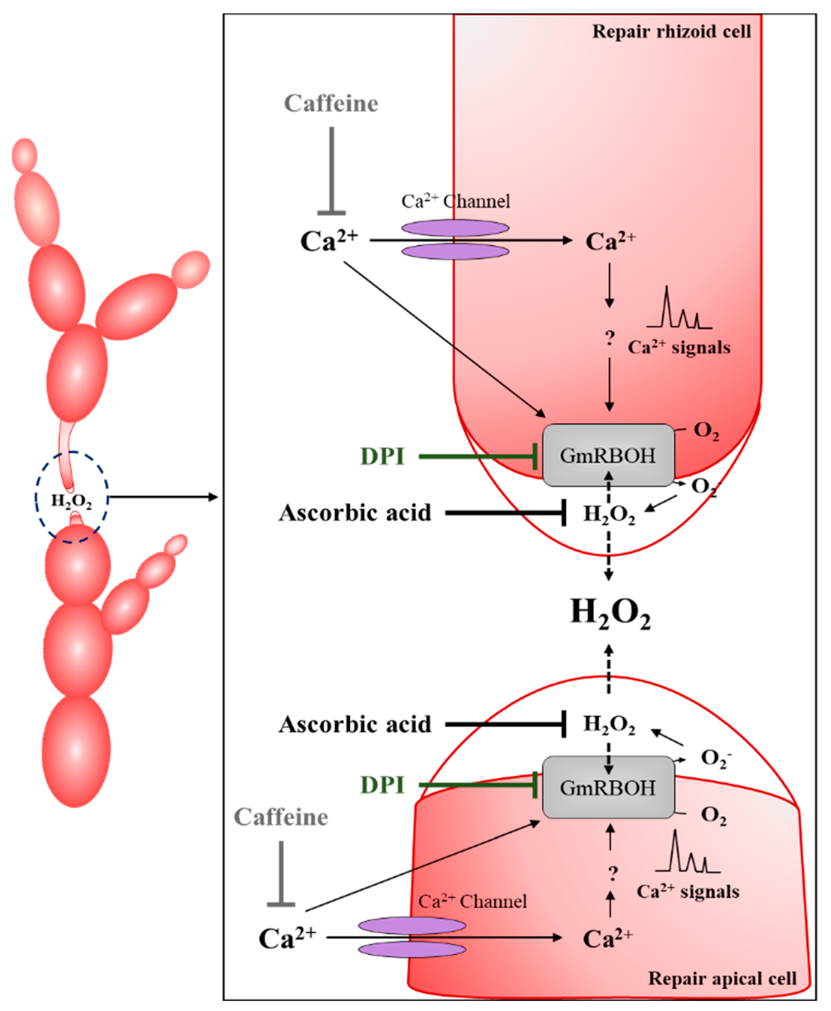 Cells 11 02124 g009 Cells 11 02124 g009