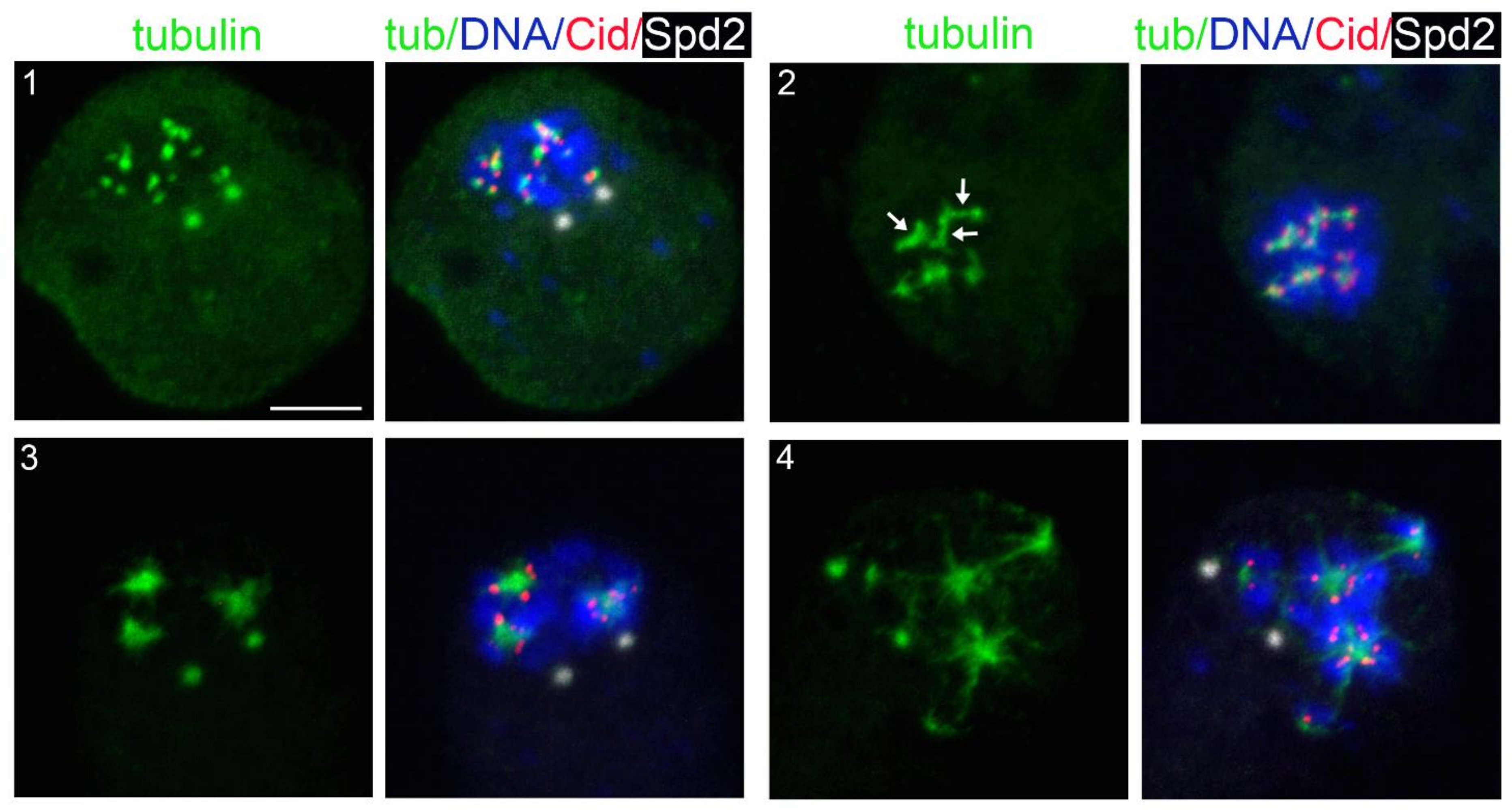 Cells 11 02127 g002 Cells 11 02127 g002