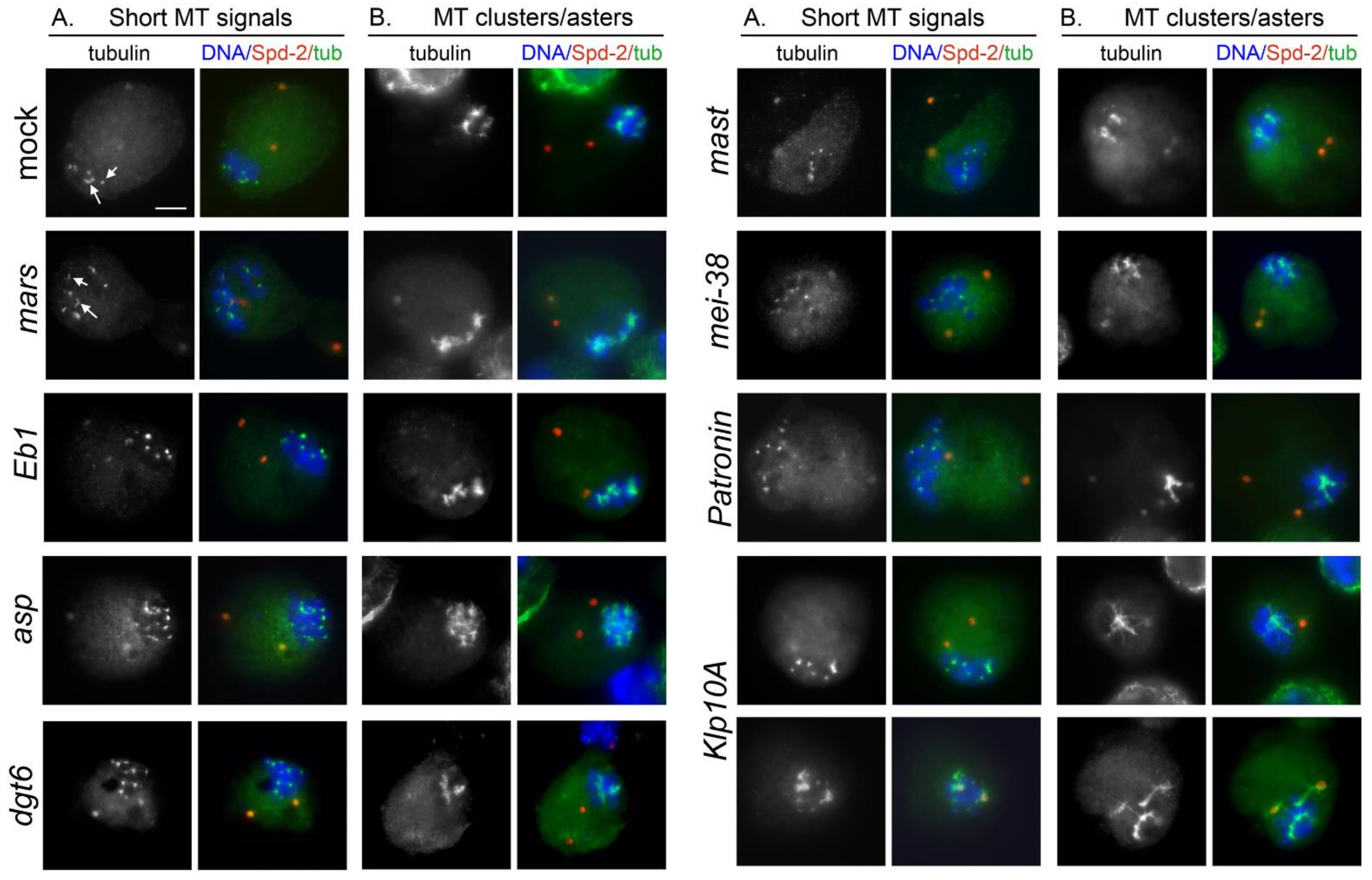 Cells 11 02127 g003 Cells 11 02127 g003
