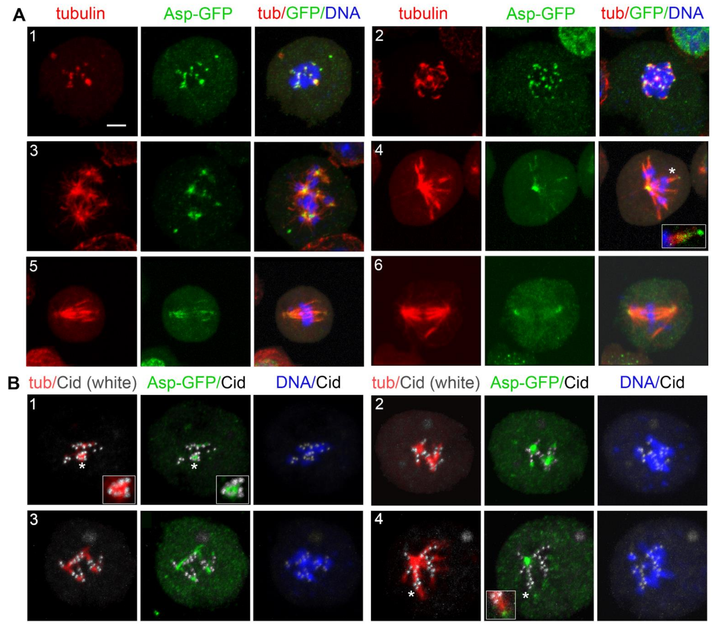 Cells 11 02127 g009 Cells 11 02127 g009