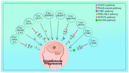 Role of Circular RNA in Brain Tumor Development
