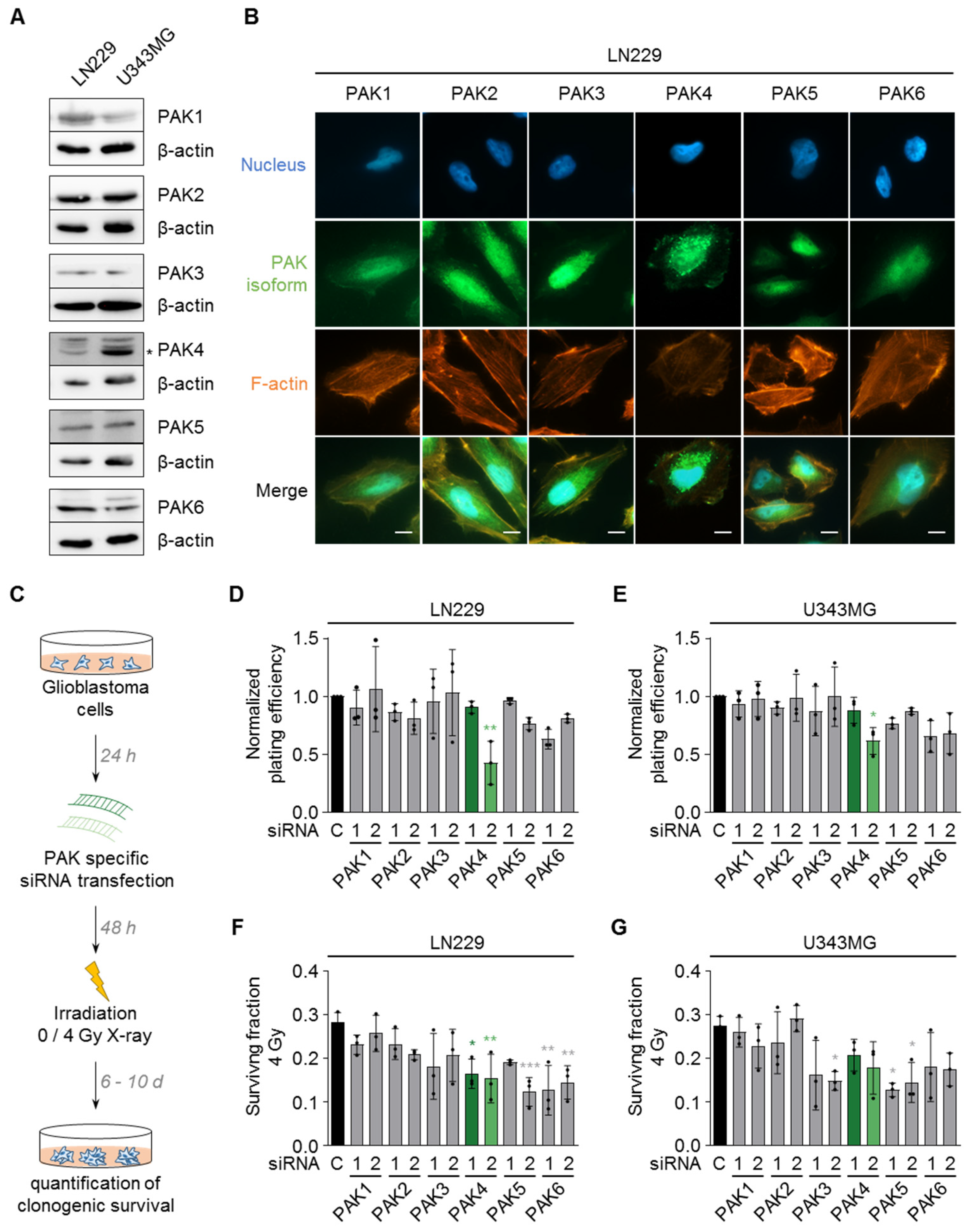 Cells 11 02133 g001 Cells 11 02133 g001