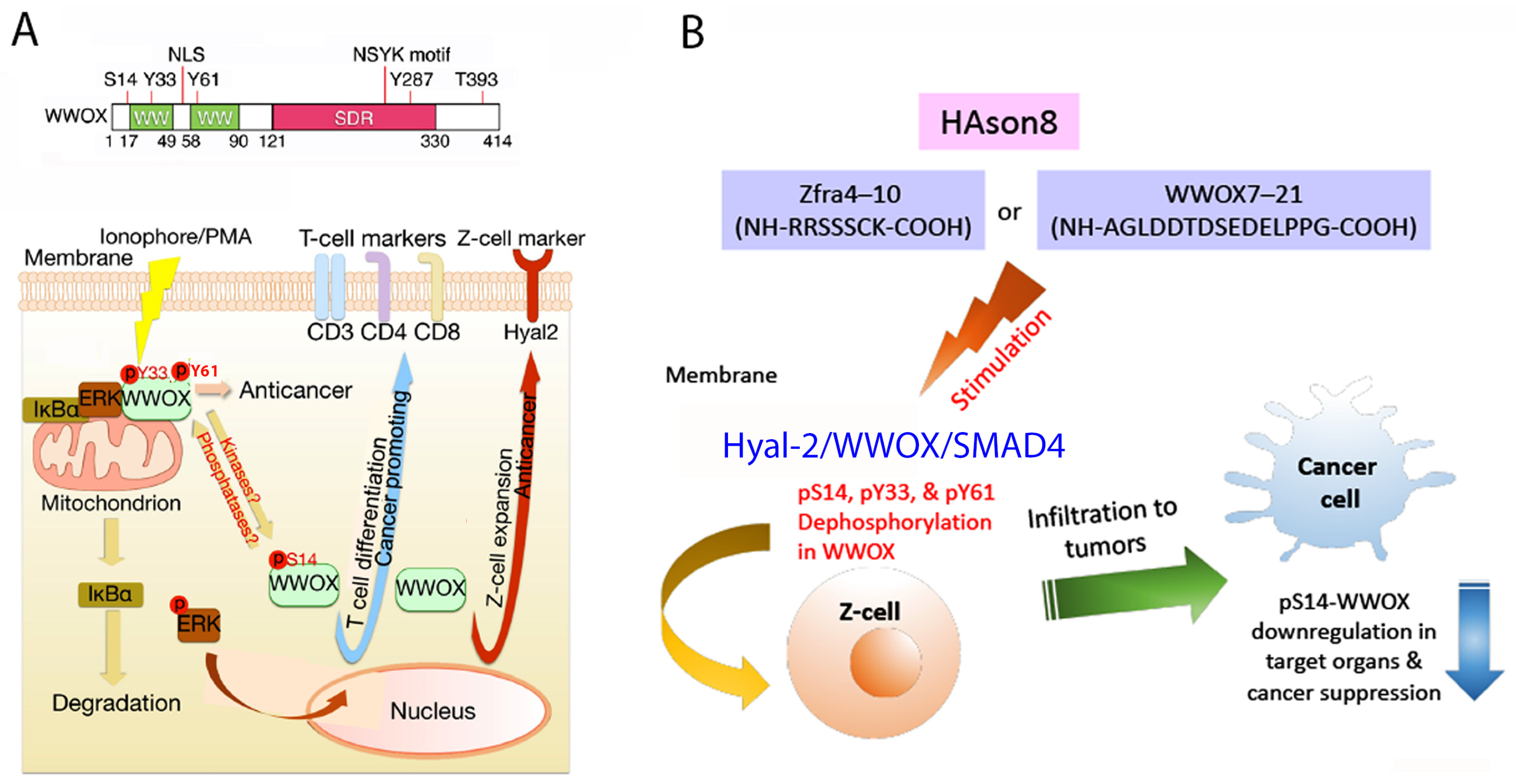 Cells 11 02137 g007 Cells 11 02137 g007