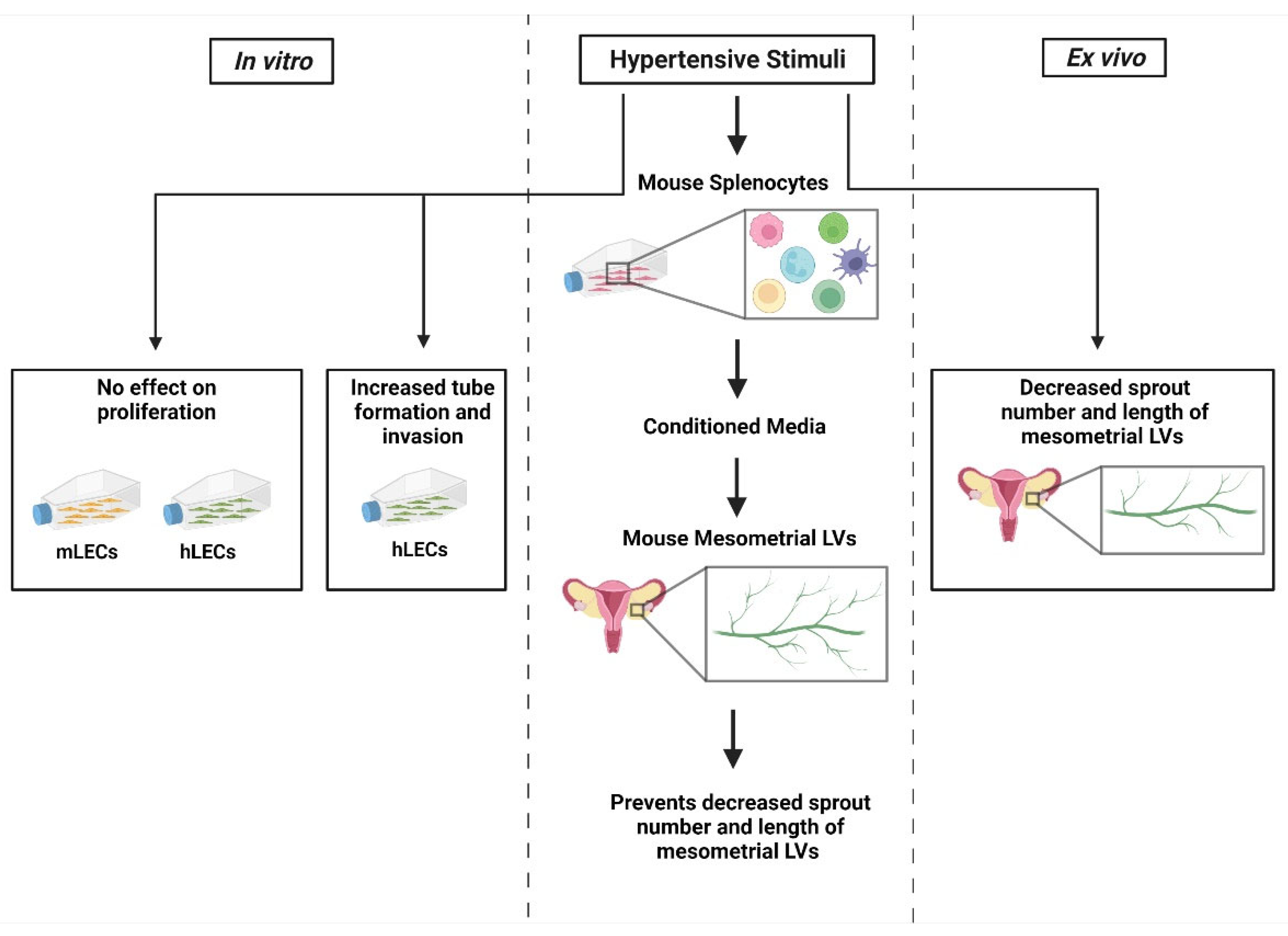 Cells 11 02139 g006 550