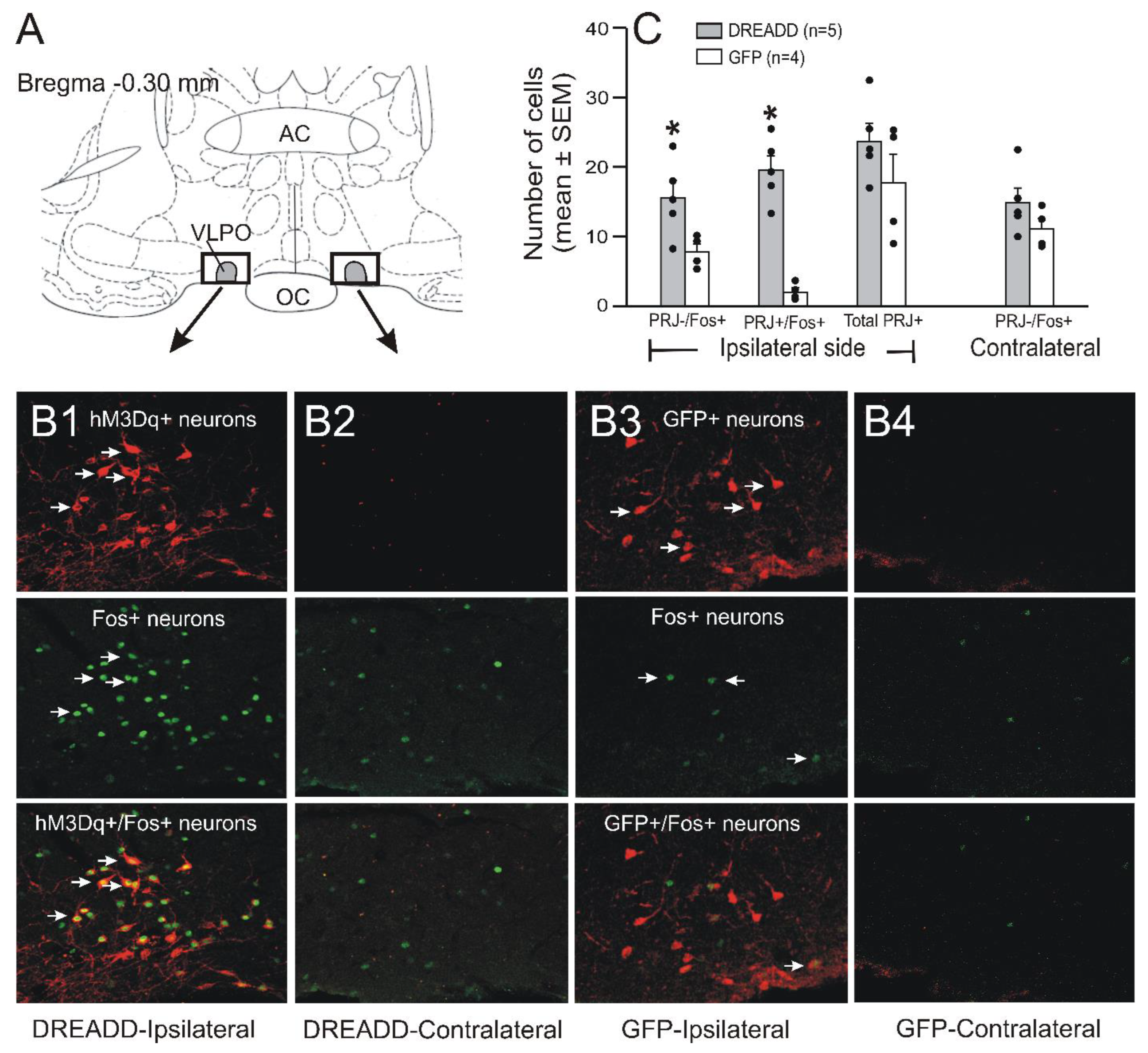 Cells 11 02140 g006 Cells 11 02140 g006