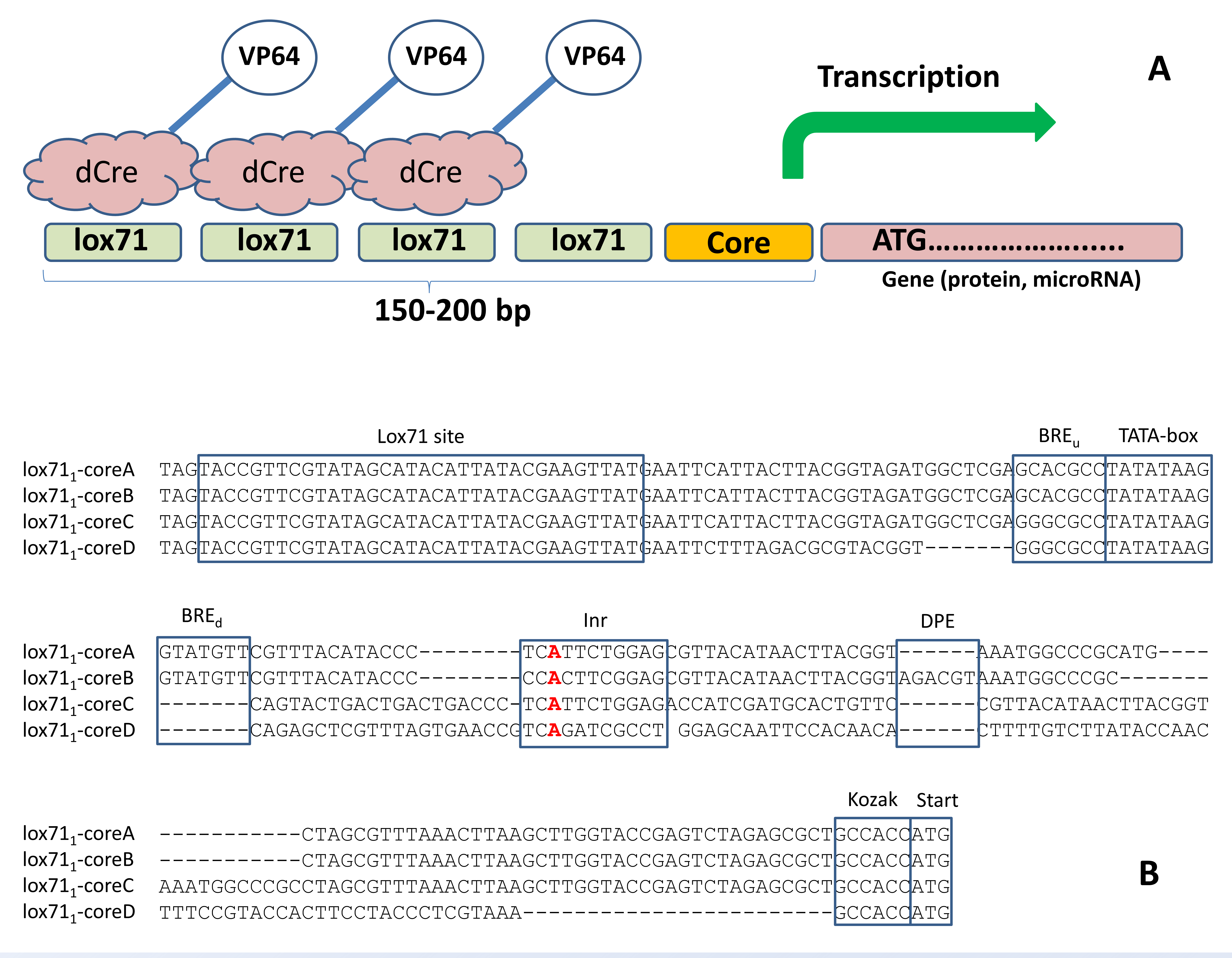 Cells 11 02141 g002 550