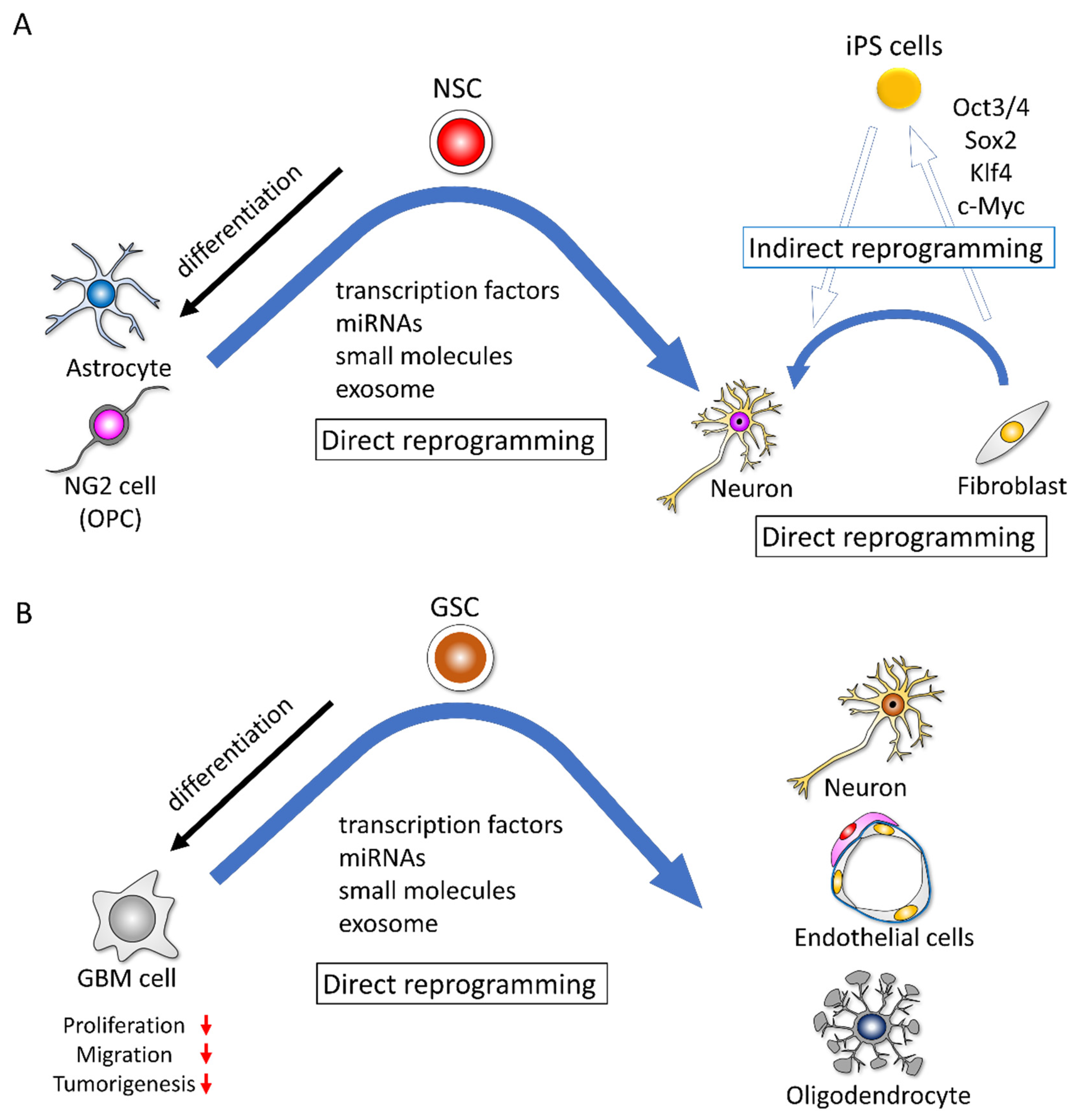 Cells 11 02142 g002 550